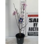 ONE MAGNOLIA 'BETTY' PINK IN A 7 LTR POT APPROX 120CM IN HEIGHT PLUS VAT