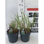 TWO ORNAMENTAL GRASSES 'MISCANTHUS MALEPARTUS' APPROX 75CM IN HEIGHT IN 4 LTR POTS PLUS VAT TO BE
