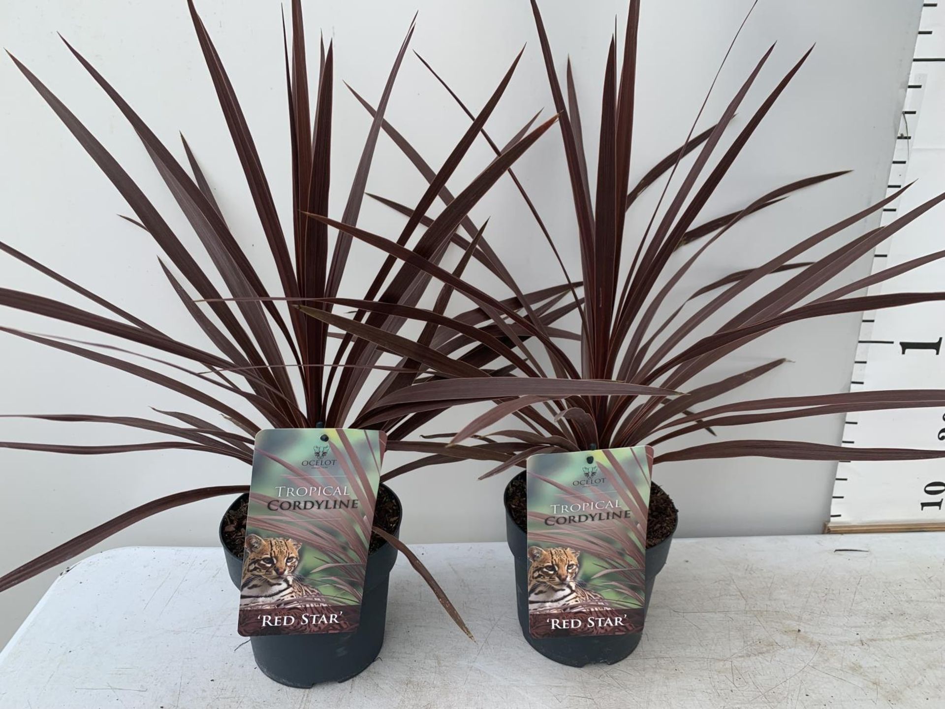 TWO CORDYLINE AUSTRALIS RED STAR IN 2 LTR POTS HEIGHT 60CM PLUS VAT TO BE SOLD FOR THE TWO - Image 3 of 5