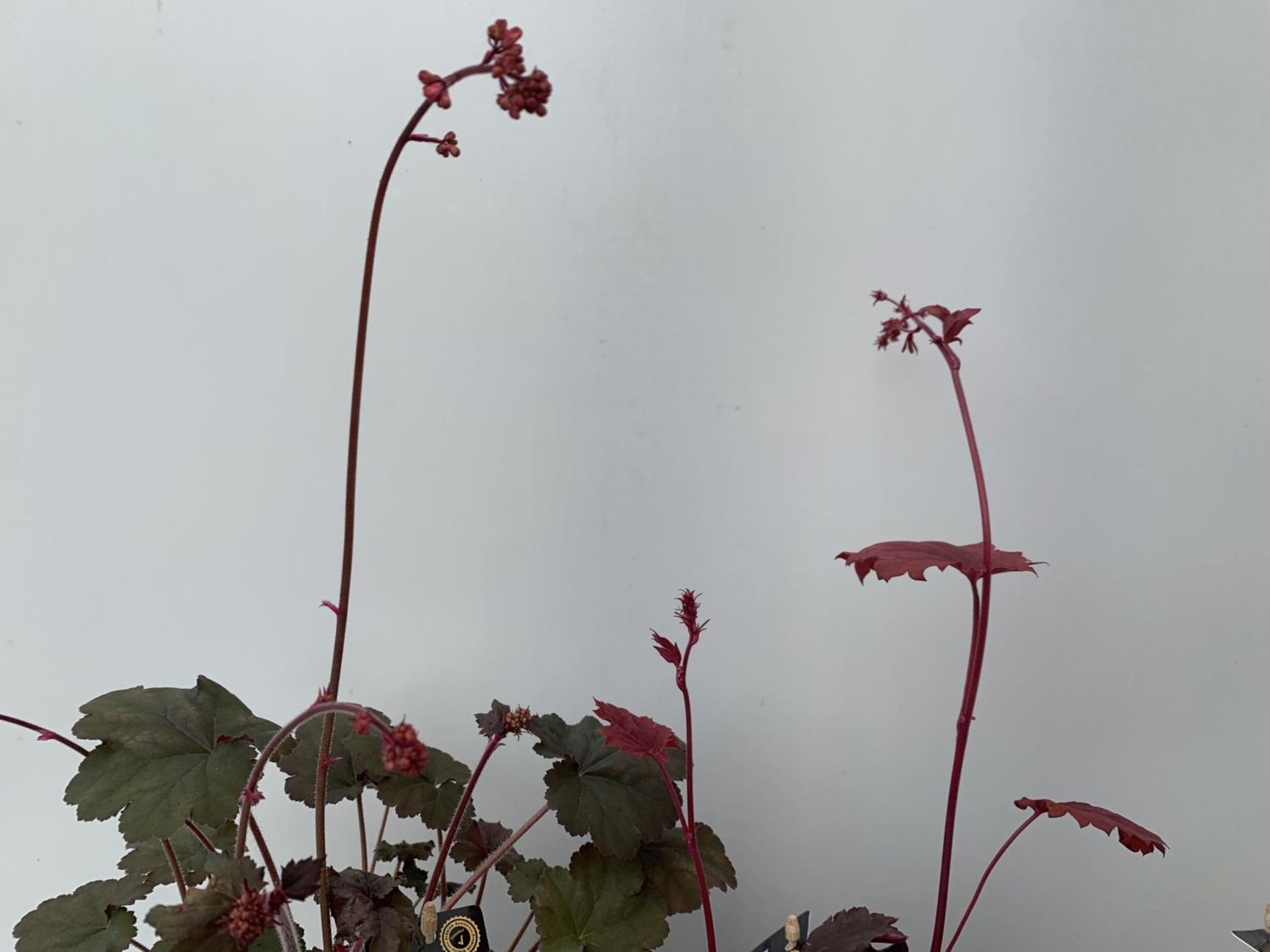 THREE HEUCHERA 'CARNIVAL' IN 2 LTR POTS PLUS VAT TO BE SOLD FOR THE THREE - Image 5 of 5