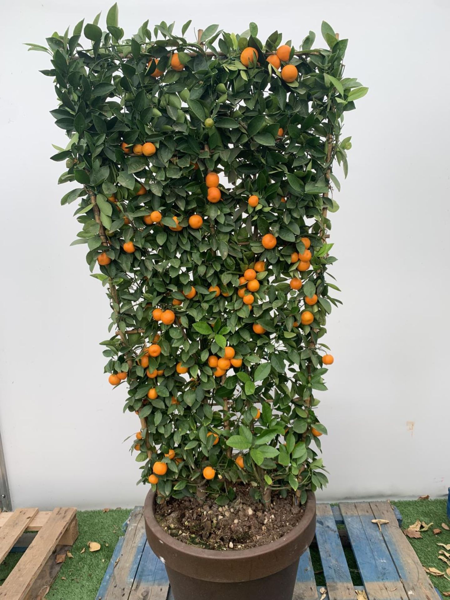 A LARGE CITRUS CALAMONDIN ORANGE TREE WITH FRUIT ON A TRELLIS FRAME 170CM TALL IN A 40 LITRE POT - Image 2 of 8