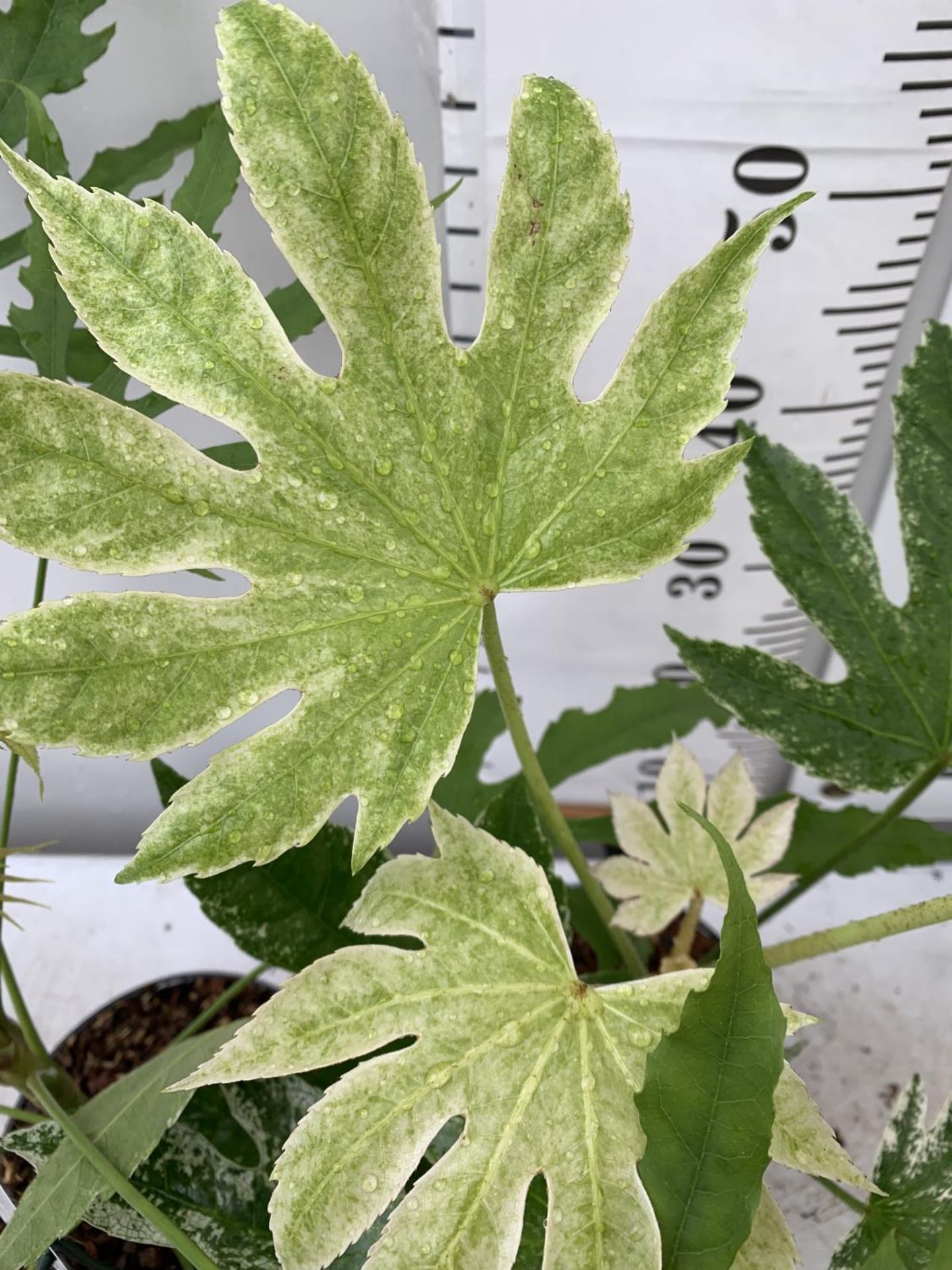 TWO FATSIA JAPONICA 'SPIDERS WEB' AND FATSIA POLYCARPA 'GREEN FINGERS' IN 2 LTR POTS 60CM TALL - Bild 6 aus 7