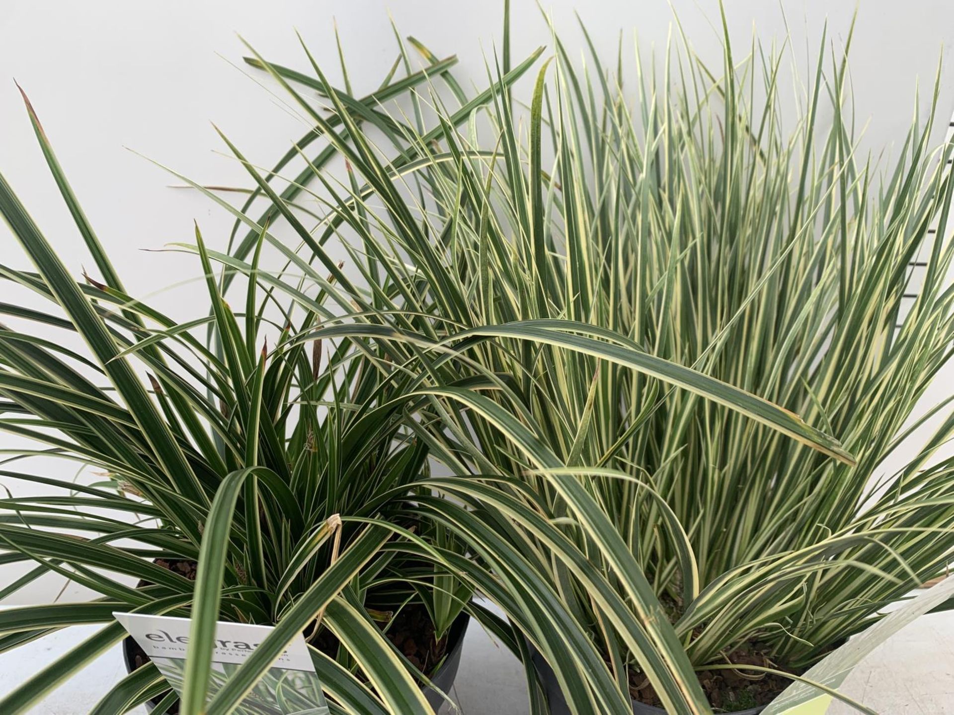 TWO HARDY ORNAMENTAL GRASSES ACORUS GARAMINEUS AND CAREX MORROWII 'ICE DANCE' IN 3 LTR POTS APPROX - Image 3 of 7