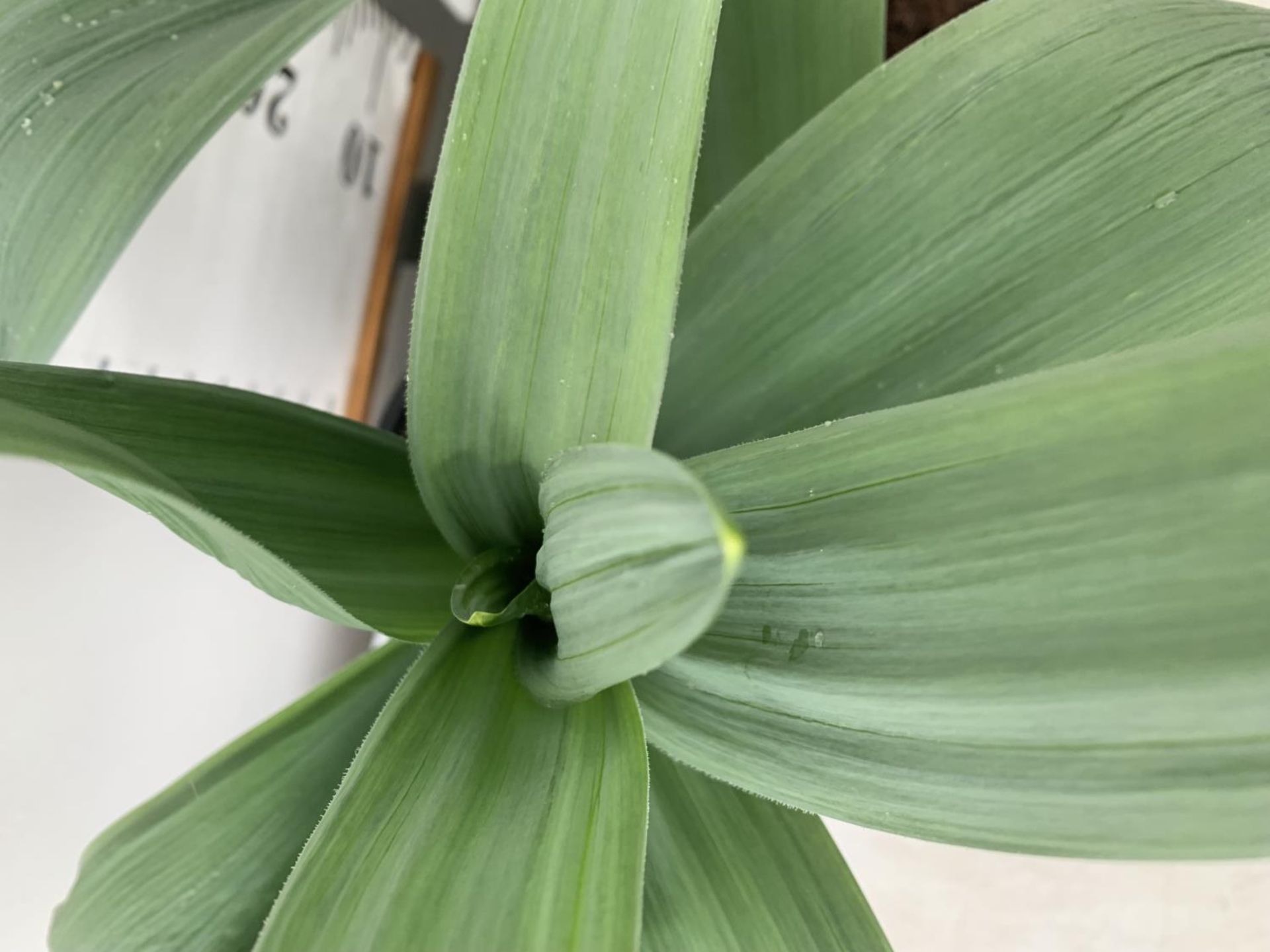 TWO ALLIUMS 'MOUNT EVEREST' IN A 3 LTR POT APPROX 60CM IN HEIGHT PLUS VAT TO BE SOLD FOR THE TWO - Image 5 of 5