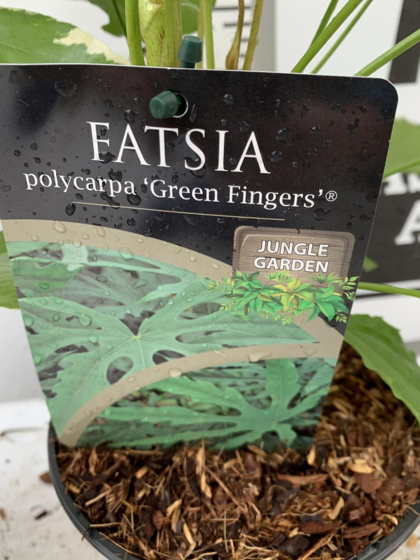 TWO FATSIA JAPONICA VARIEGATA AND FATSIA POLYCARPA 'GREEN FINGERS' IN 2 LTR POTS 50CM TALL PLUS - Image 5 of 8