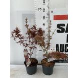 TWO ACER PALMATUMS 'SHAINA' AND 'JERRE SCHWARTZ' APPROX 80CM IN HEIGHT IN 3 LTR POTS PLUS VAT TO