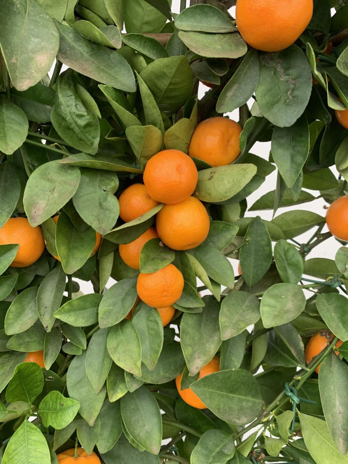 A LARGE CITRUS CALAMONDIN ORANGE TREE WITH FRUIT ON A TRELLIS FRAME 170CM TALL IN A 40 LITRE POT - Image 6 of 8