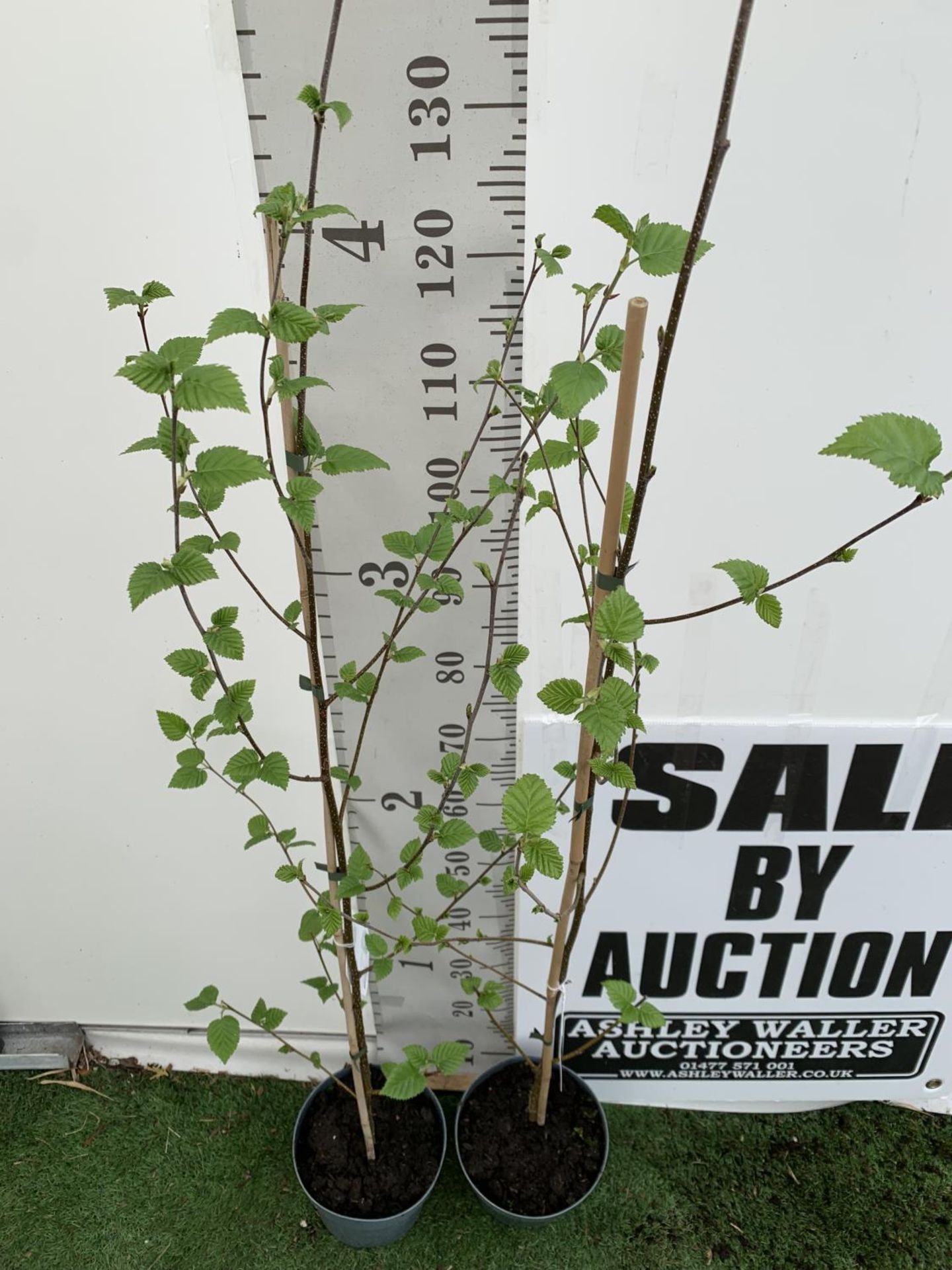 TWO BETULA UTILIS HIMALAYAN BIRCH TREES OVER 160CM IN HEIGHT PLUS VAT IN 3 LTR POTS - Image 2 of 4
