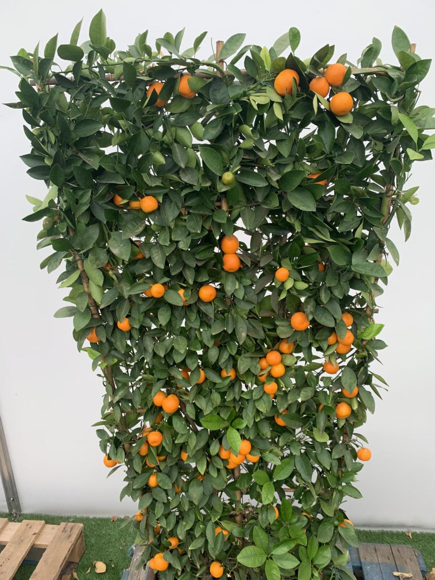 A LARGE CITRUS CALAMONDIN ORANGE TREE WITH FRUIT ON A TRELLIS FRAME 170CM TALL IN A 40 LITRE POT - Image 4 of 8