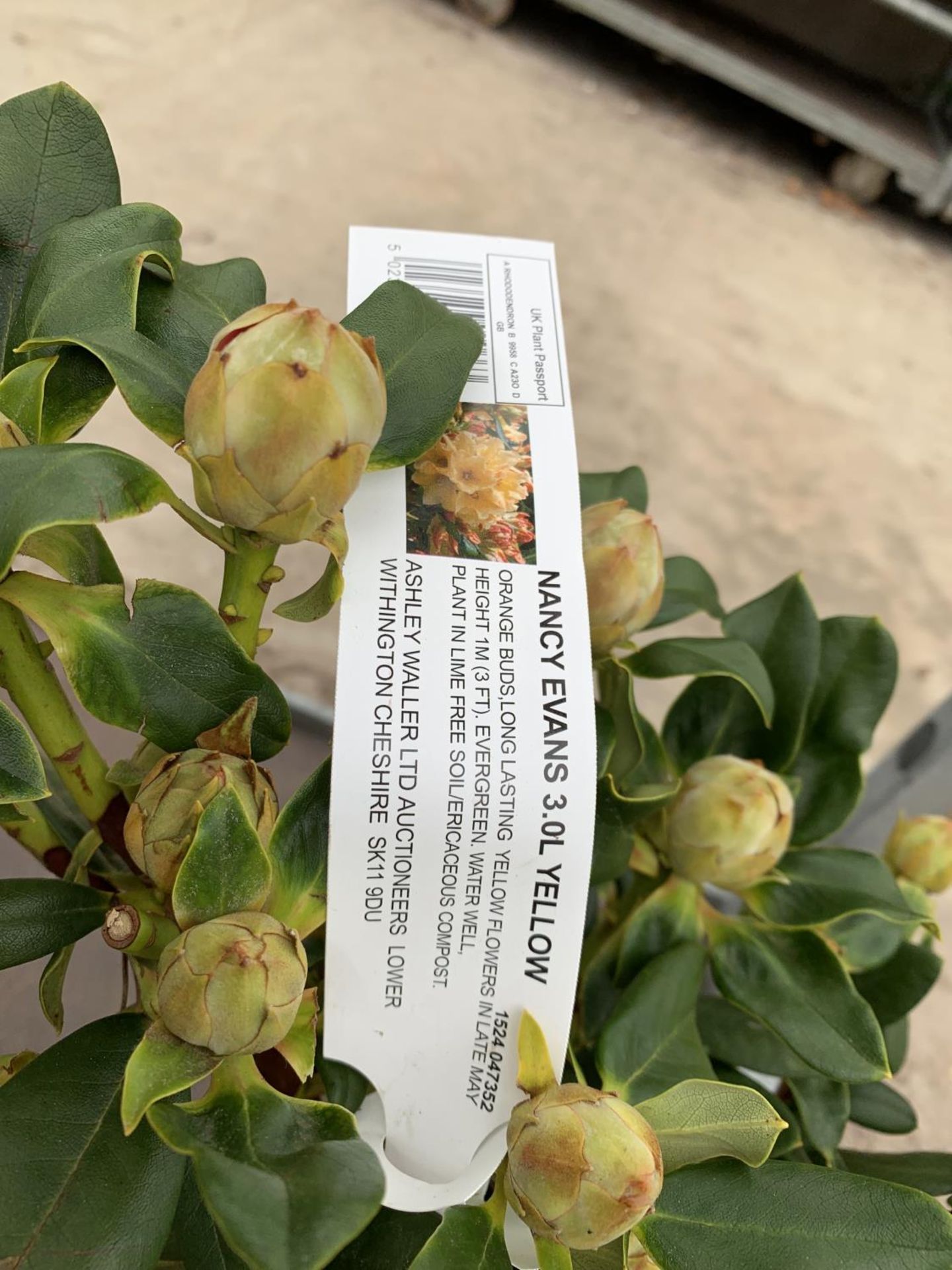 THREE RHODODENDRON NANCY EVANS IN 3 LTR POTS HEIGHT 50CM TO BE SOLD FOR THE THREE PLUS VAT - Image 5 of 6