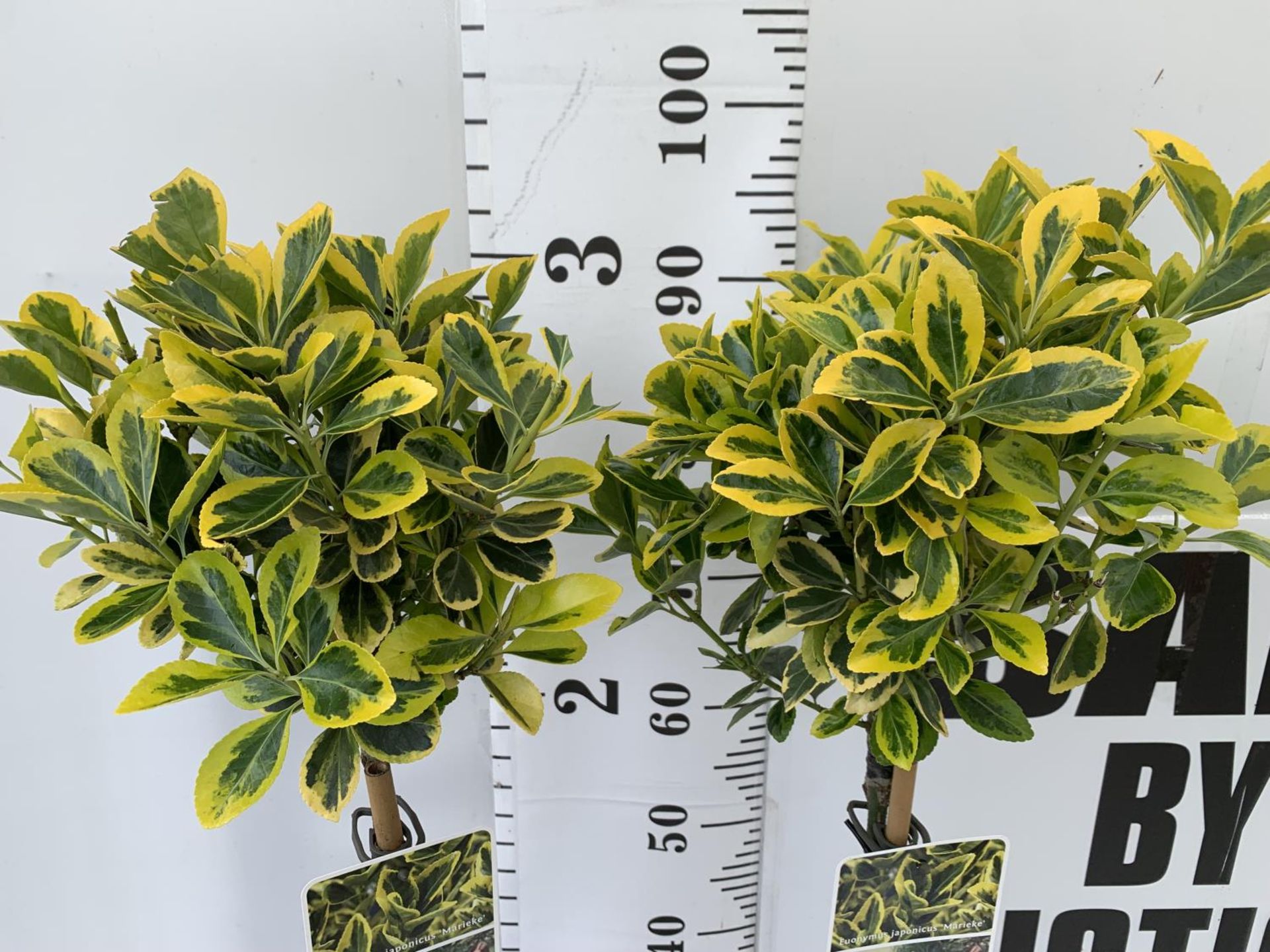 TWO EUONYMUS JAPONICUS 'MARIEKE' STANDARD TREES APPROX 100CM IN HEIGHT IN 3LTR POTS PLUS VAT TO BE - Image 2 of 4