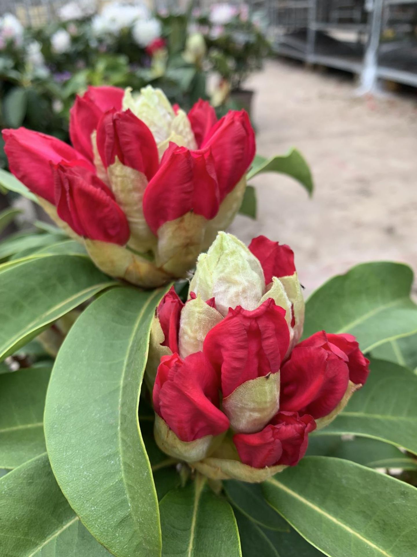 TWO RHODODENDRON XXL PINK/WHITE IN 7.5 LTR POTS HEIGHT 60-70CM TO BE SOLD FOR THE TWO PLUS VAT - Image 3 of 4