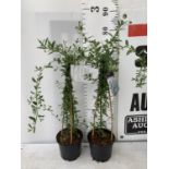 TWO CEANOTHUS CONCHA IN A 2 LTR POT ON A PYRAMID FRAME 80CM TALL PLUS VAT TO BE SOLD FOR THE TWO