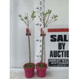 TWO STANDARD SALIX INTEGRA 'FLAMINGO' OVER 110CM IN HEIGHT IN 3 LTR POTS PLUS VAT TO BE SOLD FOR THE
