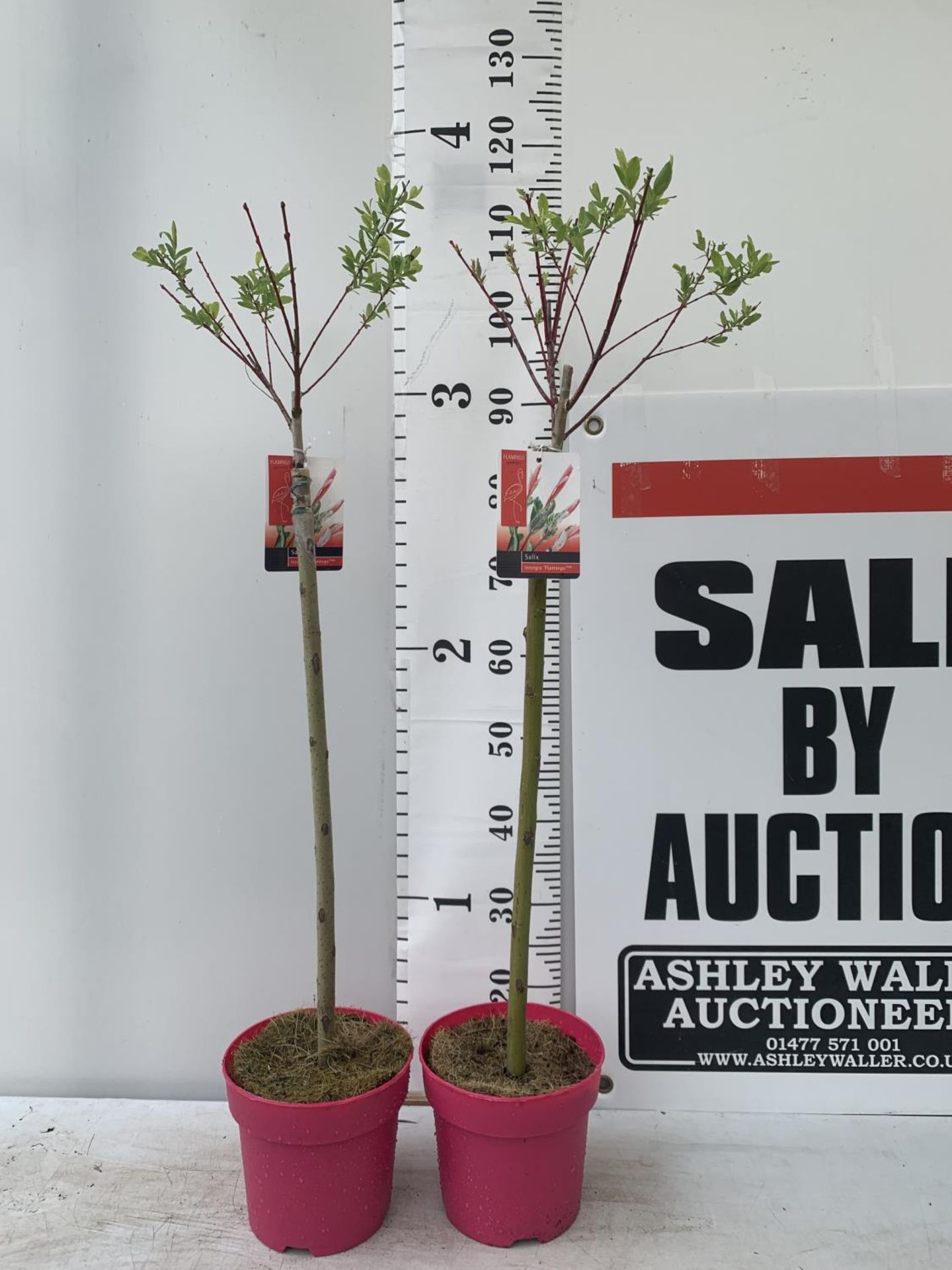 TWO STANDARD SALIX INTEGRA 'FLAMINGO' OVER 110CM IN HEIGHT IN 3 LTR POTS PLUS VAT TO BE SOLD FOR THE