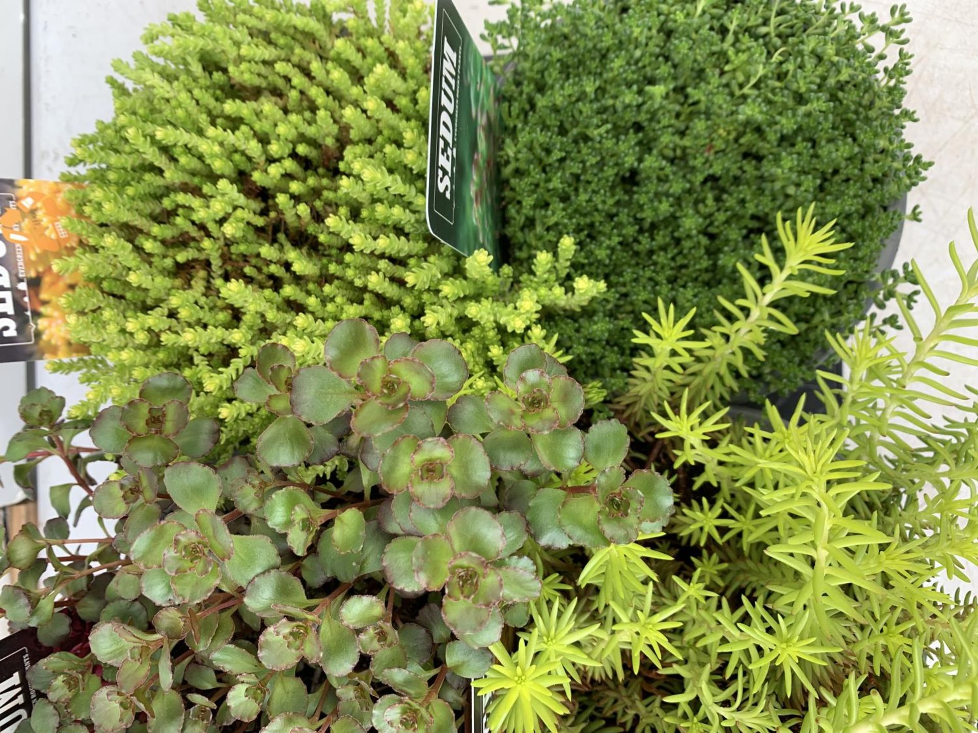 EIGHT MIXED EVERGREEN SEDUMS ON A TRAY IN P14 POTS PLUS VAT TO BE SOLD FOR THE EIGHT - Image 3 of 8