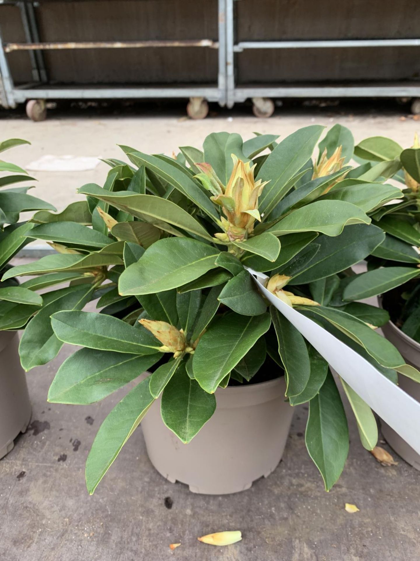 THREE RHODODENDRON GOLDEN TORCH IN 3 LTR POTS HEIGHT 30CM TO BE SOLD FOR THE THREE PLUS VAT - Image 2 of 5