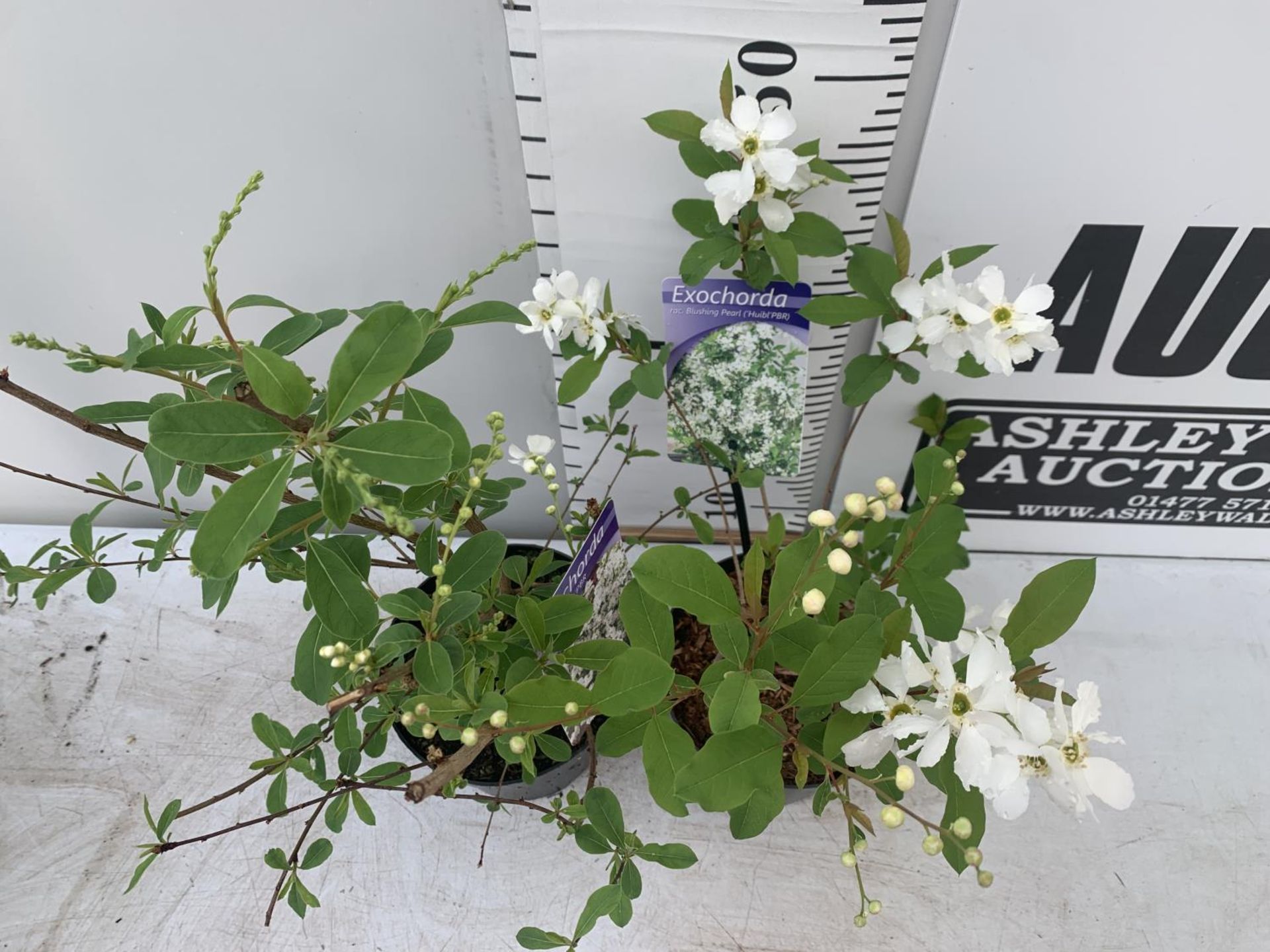 TWO EXOCHORDA 'NIAGARA' AND 'BLUSHING PEARL' APPROX 60CM IN HEIGHT IN 2 LTR POTS PLUS VAT TO BE SOLD - Image 2 of 6