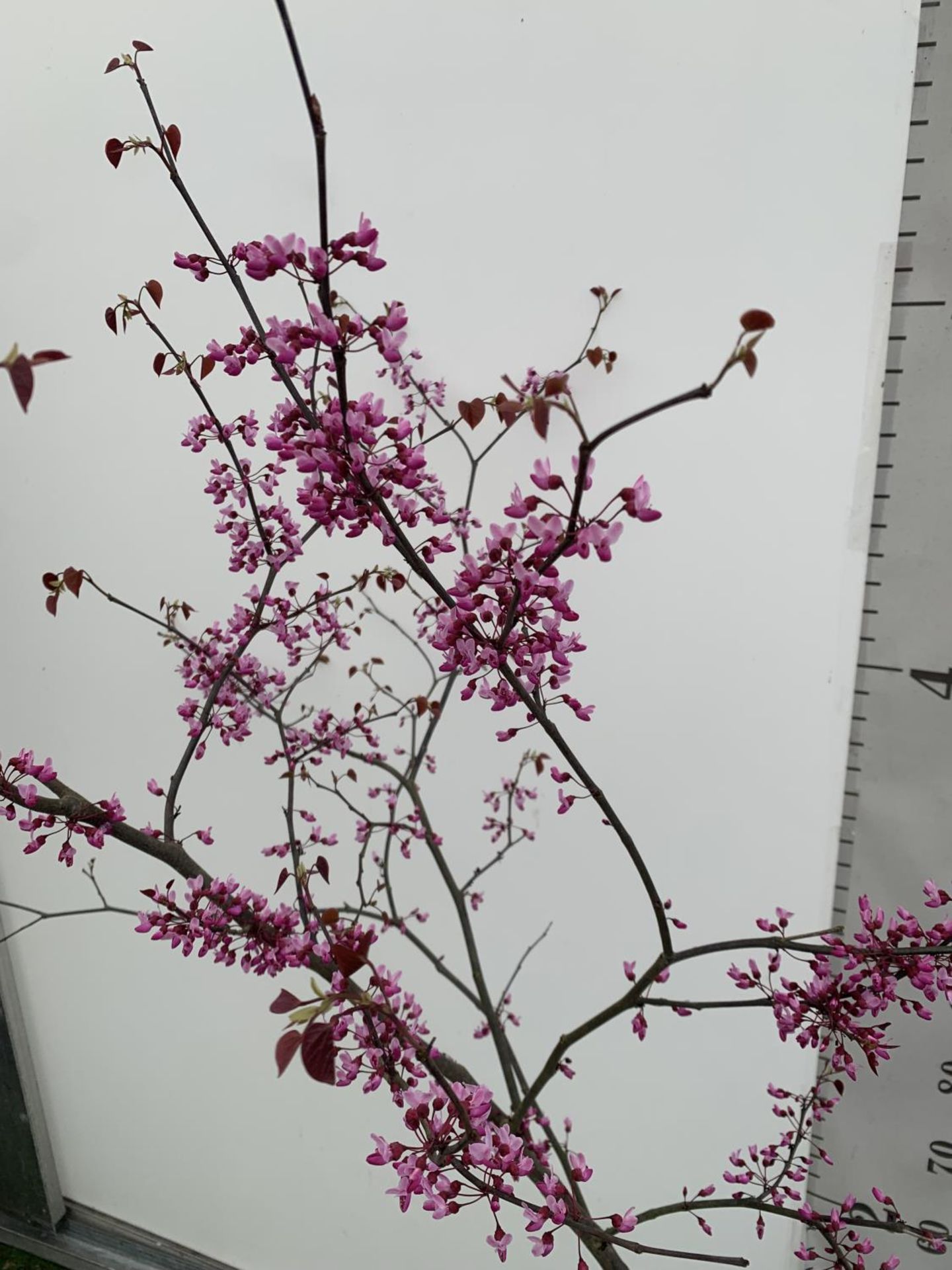 A CERCIS CANADENSIS CANADIAN REDBUD TREE IN PINK FLOWER OVER 2 METRES IN HEIGHT PLUS VAT IN A 7 - Bild 3 aus 8
