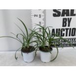 TWO AGAPANTHUS AFRICANUS IN 2 LTR POTS APPROX 50CM IN HEIGHT PLUS VAT TO BE SOLD FOR THE TWO