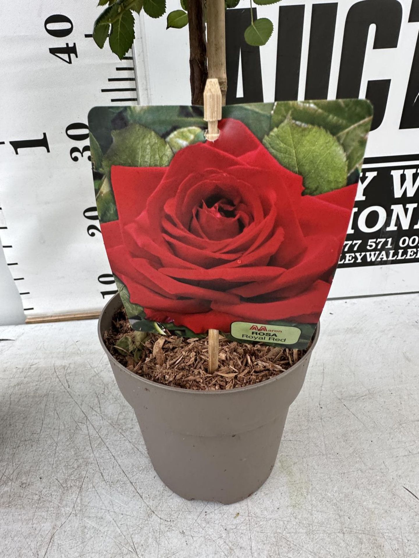 A PAIR STANDARD ROSES ROSA ROYAL RED IN C-2 POTS HEIGHT 60CM TO BE SOLD FOR THE PAIR PLUS VAT - Image 3 of 4