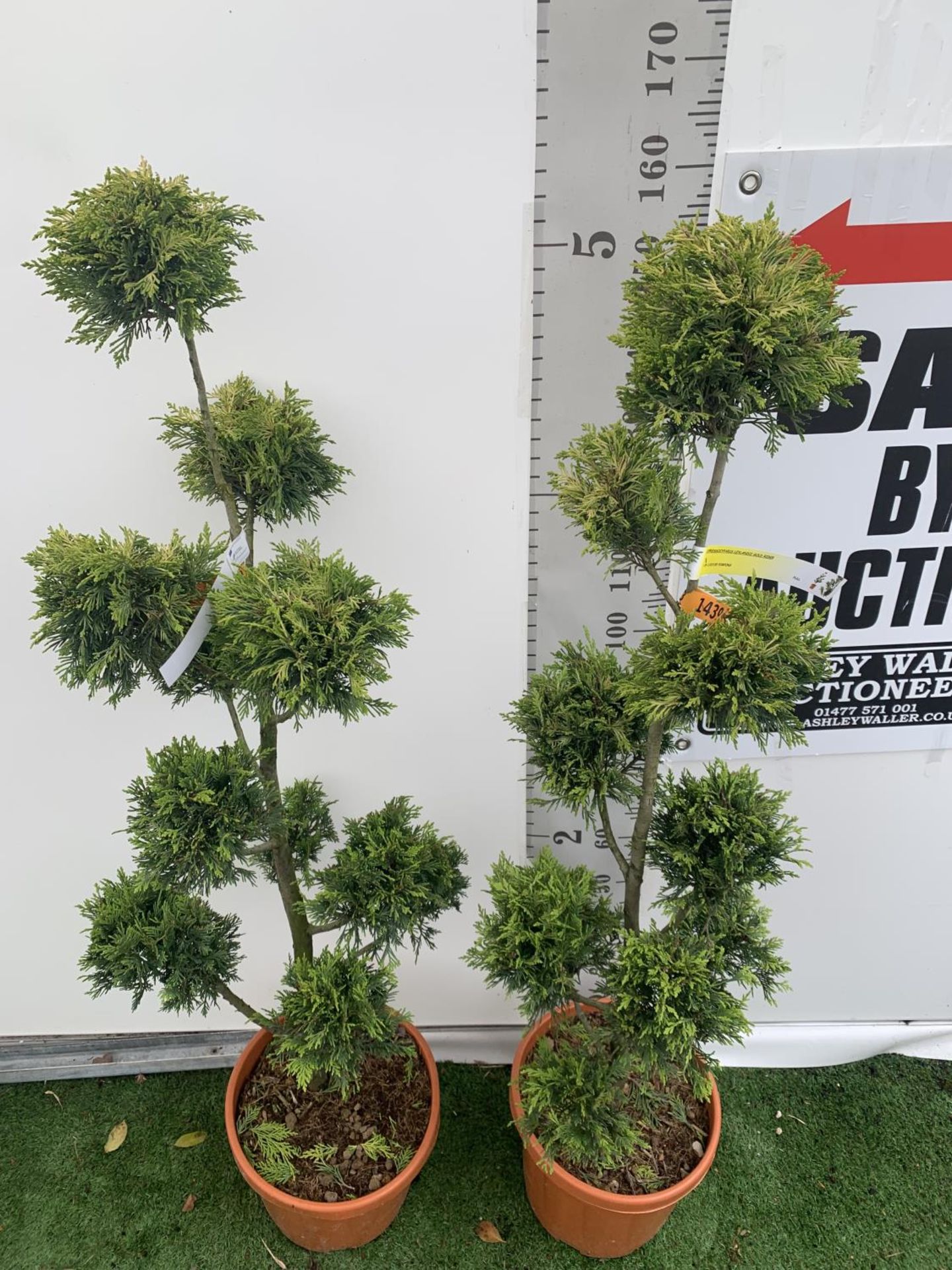 TWO POM POM TREES CUPRESSOCYPARIS LEYLANDII 'GOLD RIDER' APPROX 150CM IN HEIGHT IN 15 LTR POTS - Image 3 of 6