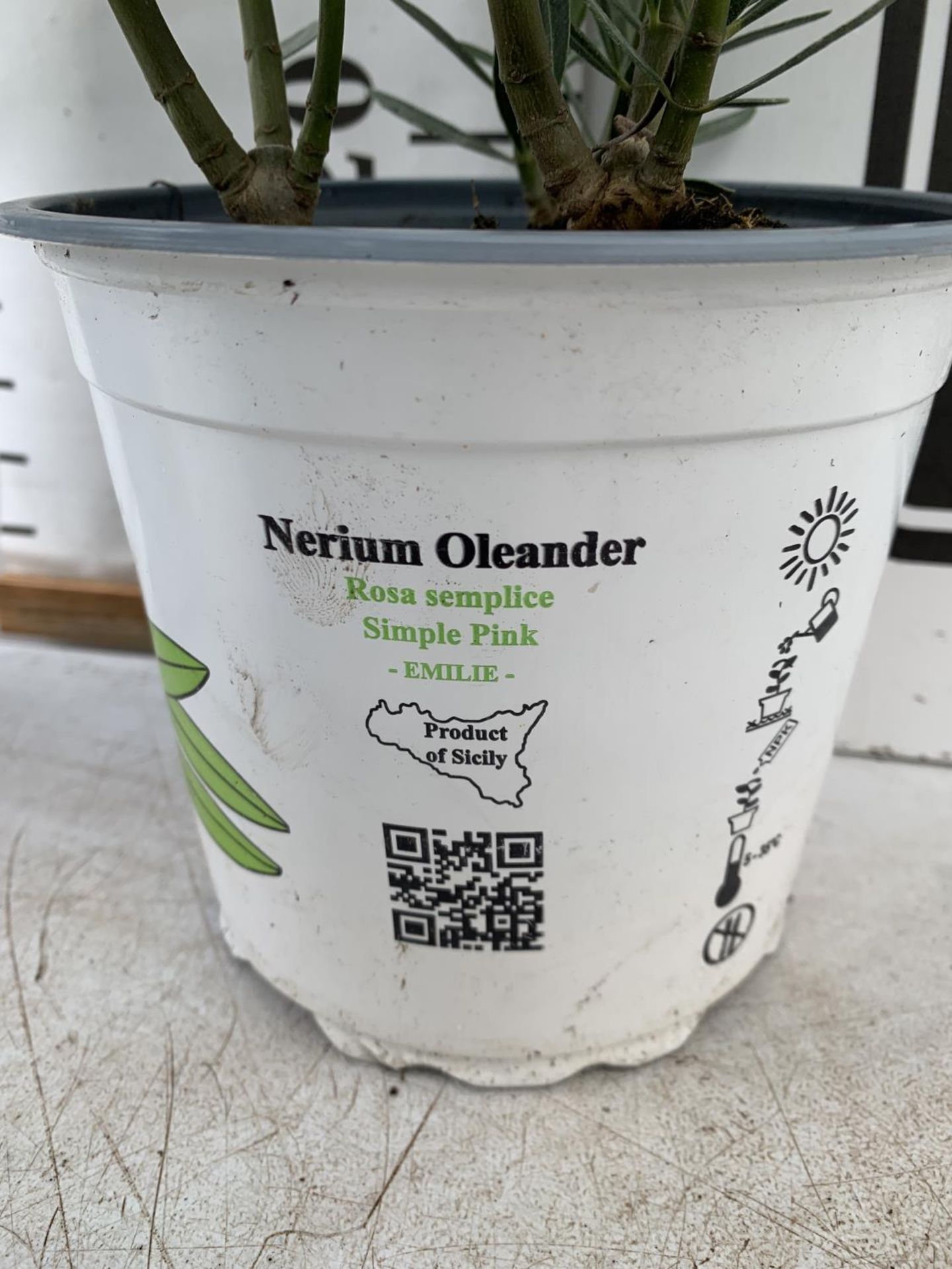 THREE MIXED OLEANDER NERIUM APPROX 45CM TALL IN 1 LTR POTS PLUS VAT TO BE SOLD FOR THE THREE - Image 4 of 4