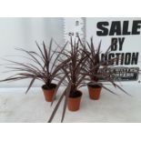 THREE CORDYLINE AUSTRALIS RED STAR IN 1 LTR POTS HEIGHT 60CM PLUS VAT TO BE SOLD FOR THE THREE
