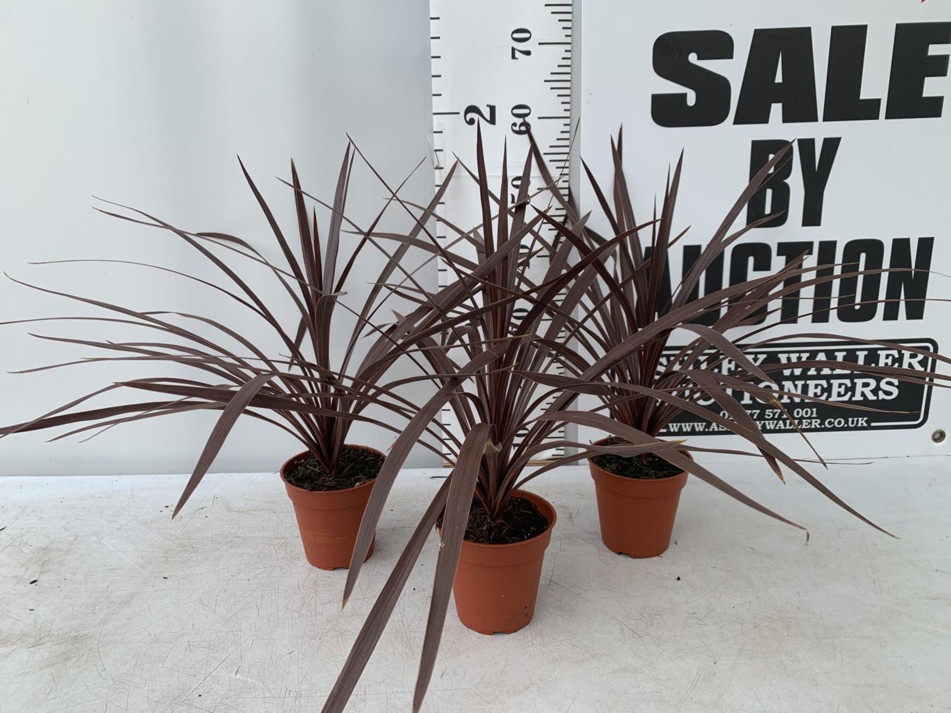 THREE CORDYLINE AUSTRALIS RED STAR IN 1 LTR POTS HEIGHT 60CM PLUS VAT TO BE SOLD FOR THE THREE