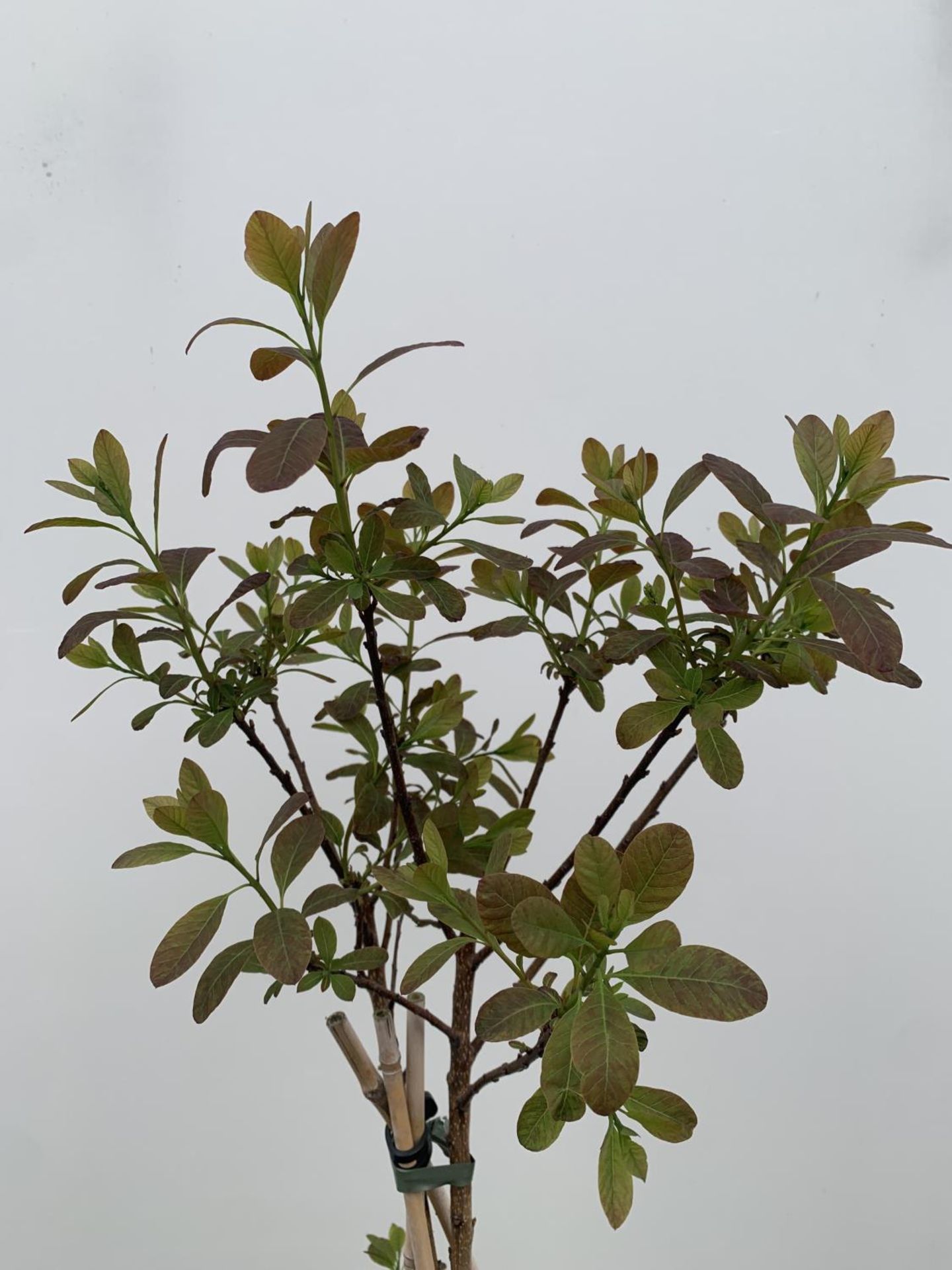 A COTINUS 'ROYAL PURPLE' SMOKE BUSH TREE OVER 160CM IN HEIGHT IN FLOWER IN A 10 LTR POT PLUS VAT - Image 6 of 7