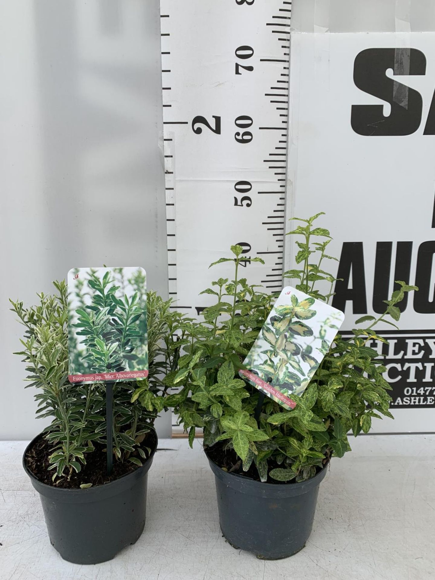 TWO EUONYMOUS FORTUNA 'GOLDEN HARLEQUIN' AND JAPONICA ' MICR ALBOVARIEGATUS' IN 2 LTR POTS APPROX