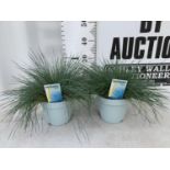 TWO FESTUCA GLAUCA 'INTENSE BLUE' ORNAMENTAL GRASSES IN 2 LTR POTS APPROX 35CM IN HEIGHT PLUS VAT TO