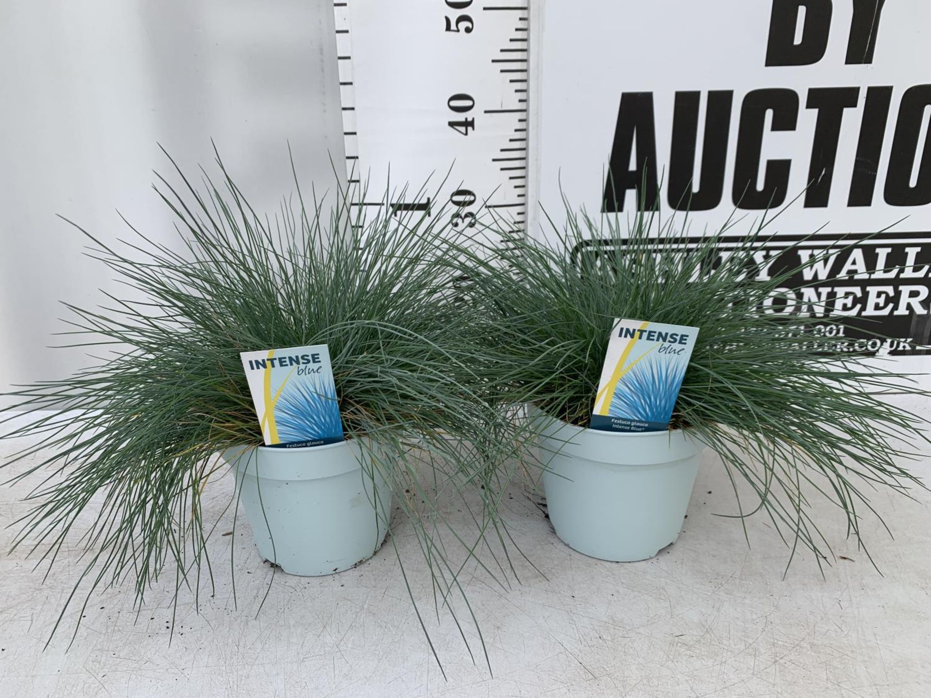 TWO FESTUCA GLAUCA 'INTENSE BLUE' ORNAMENTAL GRASSES IN 2 LTR POTS APPROX 35CM IN HEIGHT PLUS VAT TO