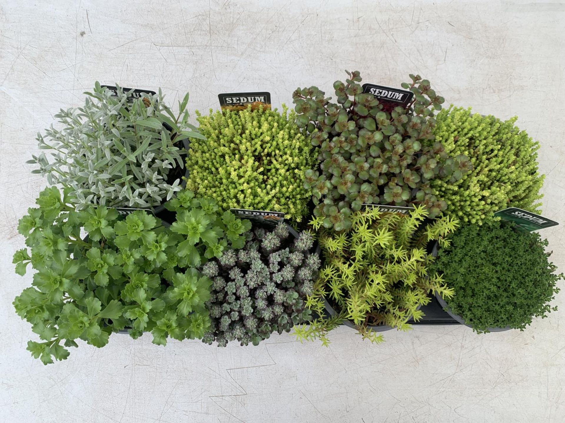 EIGHT MIXED EVERGREEN SEDUMS ON A TRAY IN P14 POTS PLUS VAT TO BE SOLD FOR THE EIGHT - Image 2 of 8