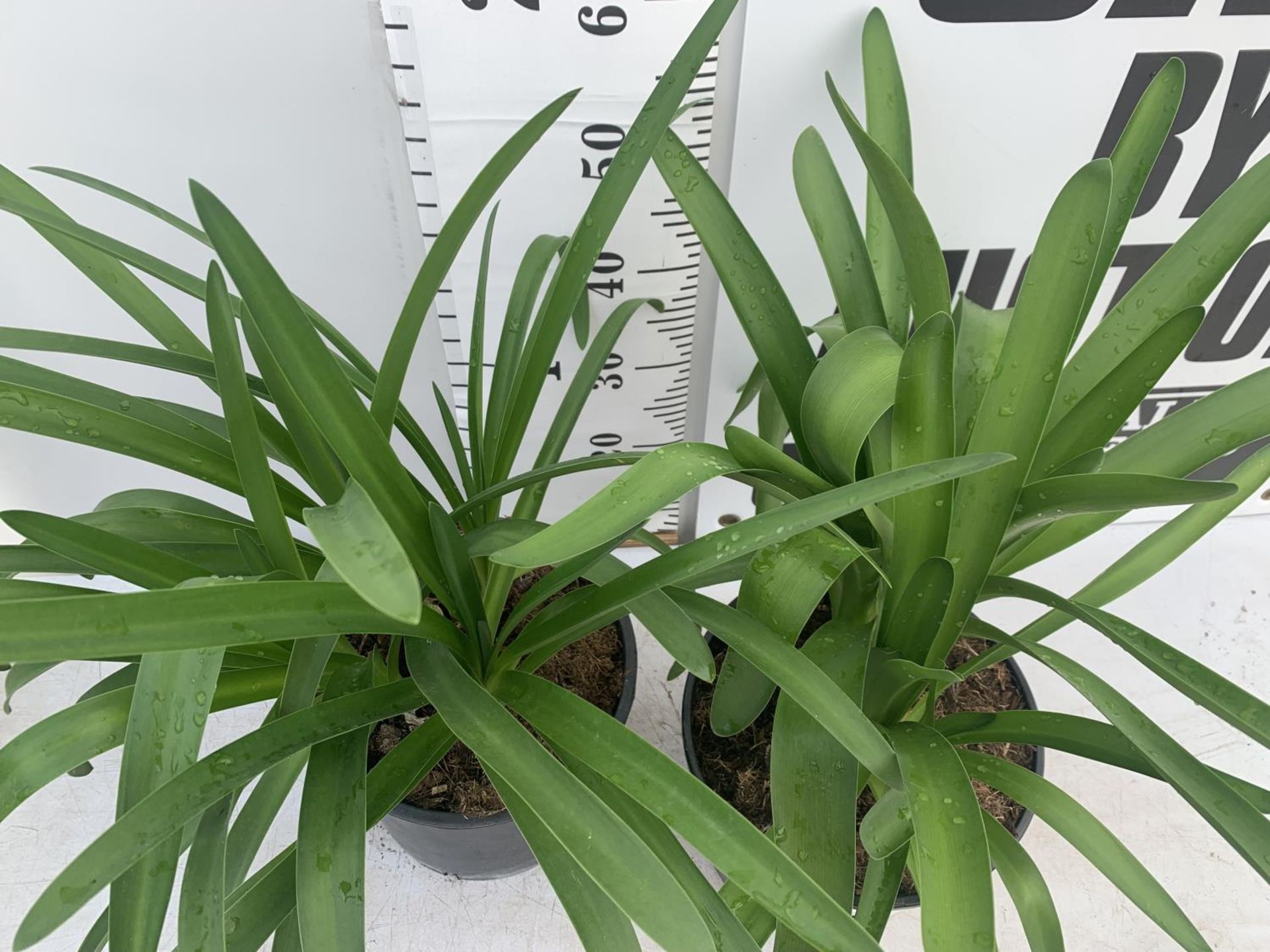 TWO LARGE AGAPANTHUS AFRICANUS IN 7 LTR POTS APPROX 70CM IN HEIGHT PLUS VAT TO BE SOLD FOR THE TWO - Image 2 of 4