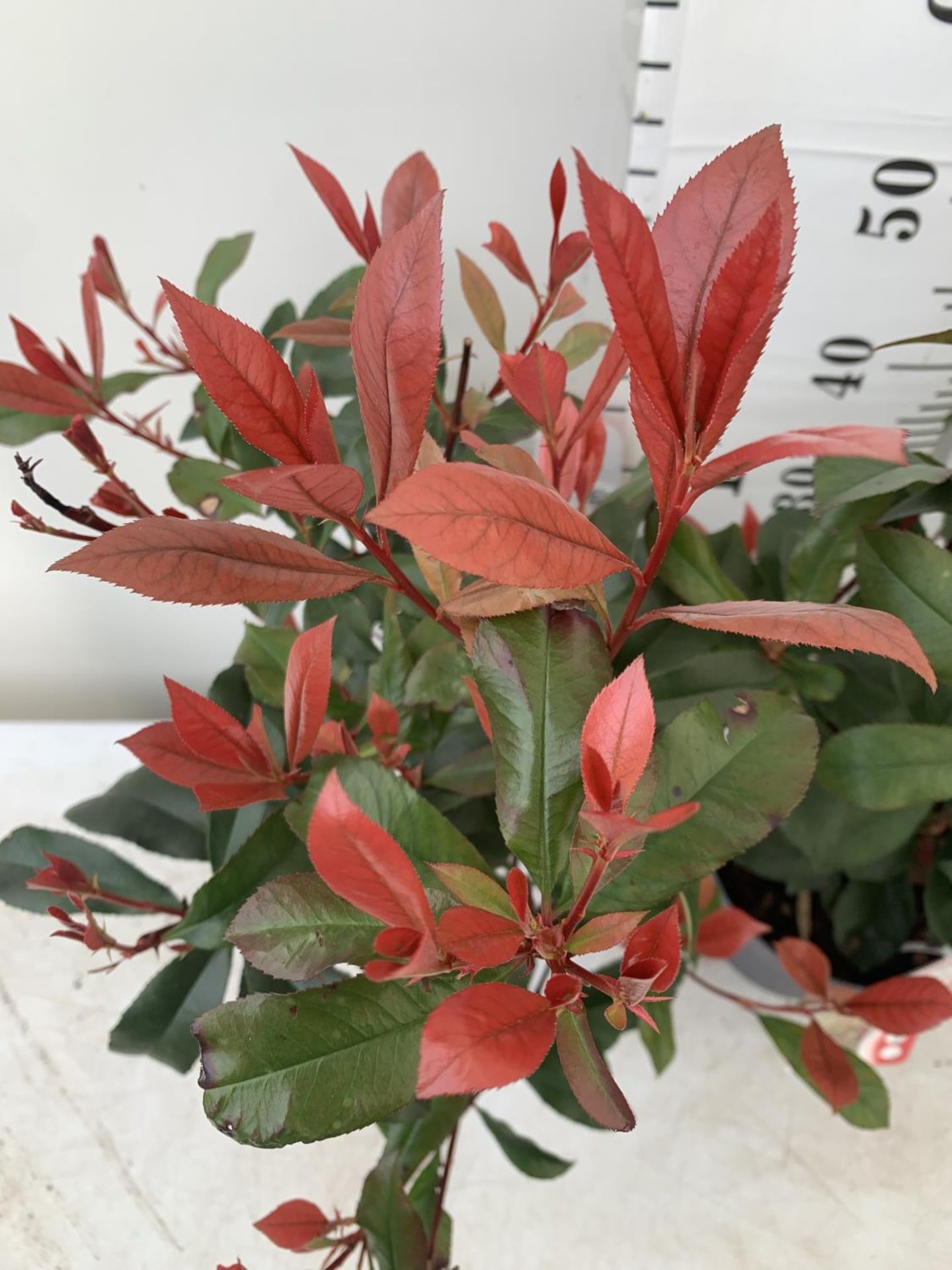 TWO PHOTINIA 'CARRE ROUGE' IN 3 LTR POTS APPROX 75CM IN HEIGHT PLUS VAT TO BE SOLD FOR THE TWO - Image 3 of 4