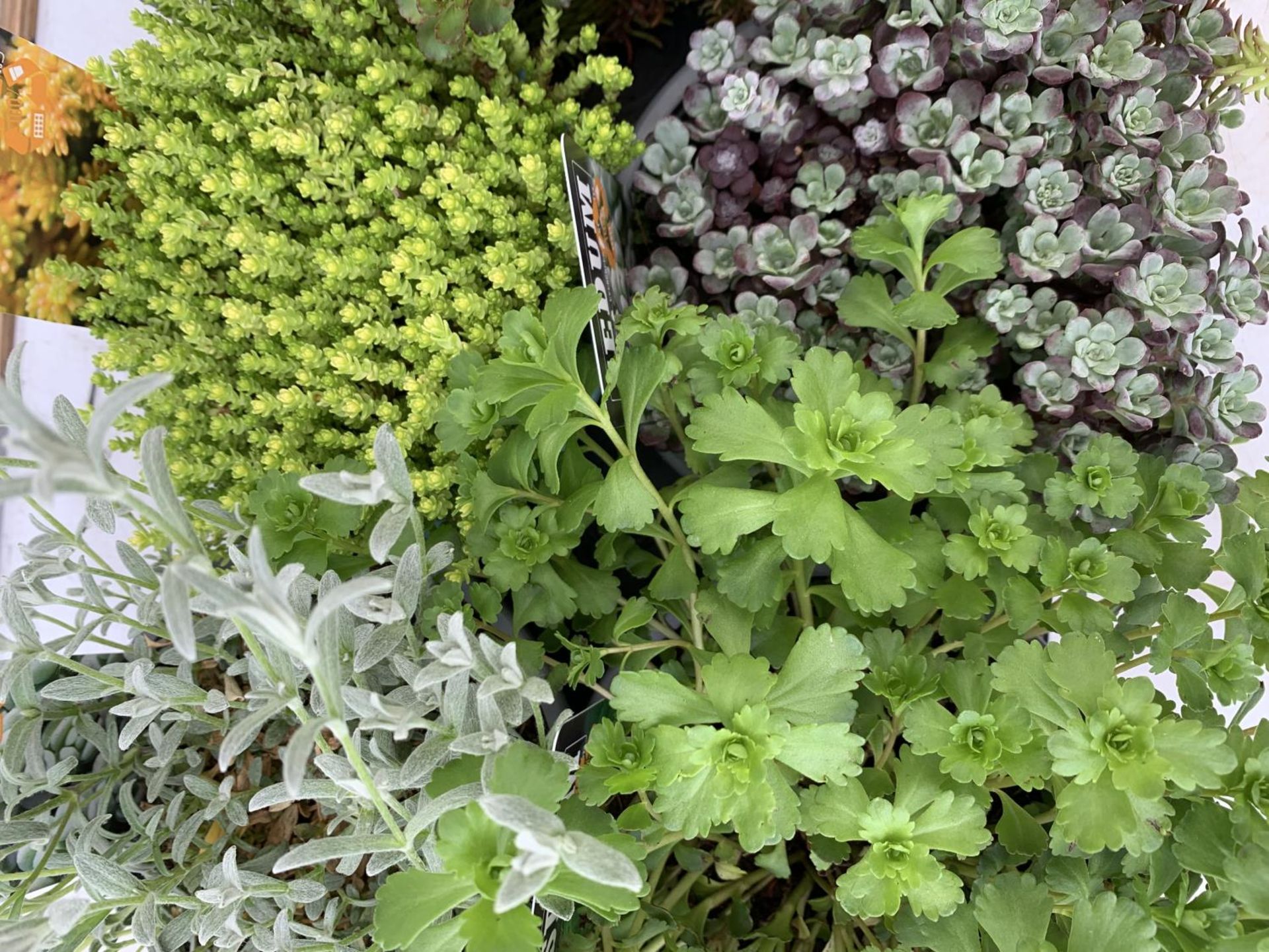 EIGHT MIXED EVERGREEN SEDUMS ON A TRAY IN P14 POTS PLUS VAT TO BE SOLD FOR THE EIGHT - Image 8 of 8