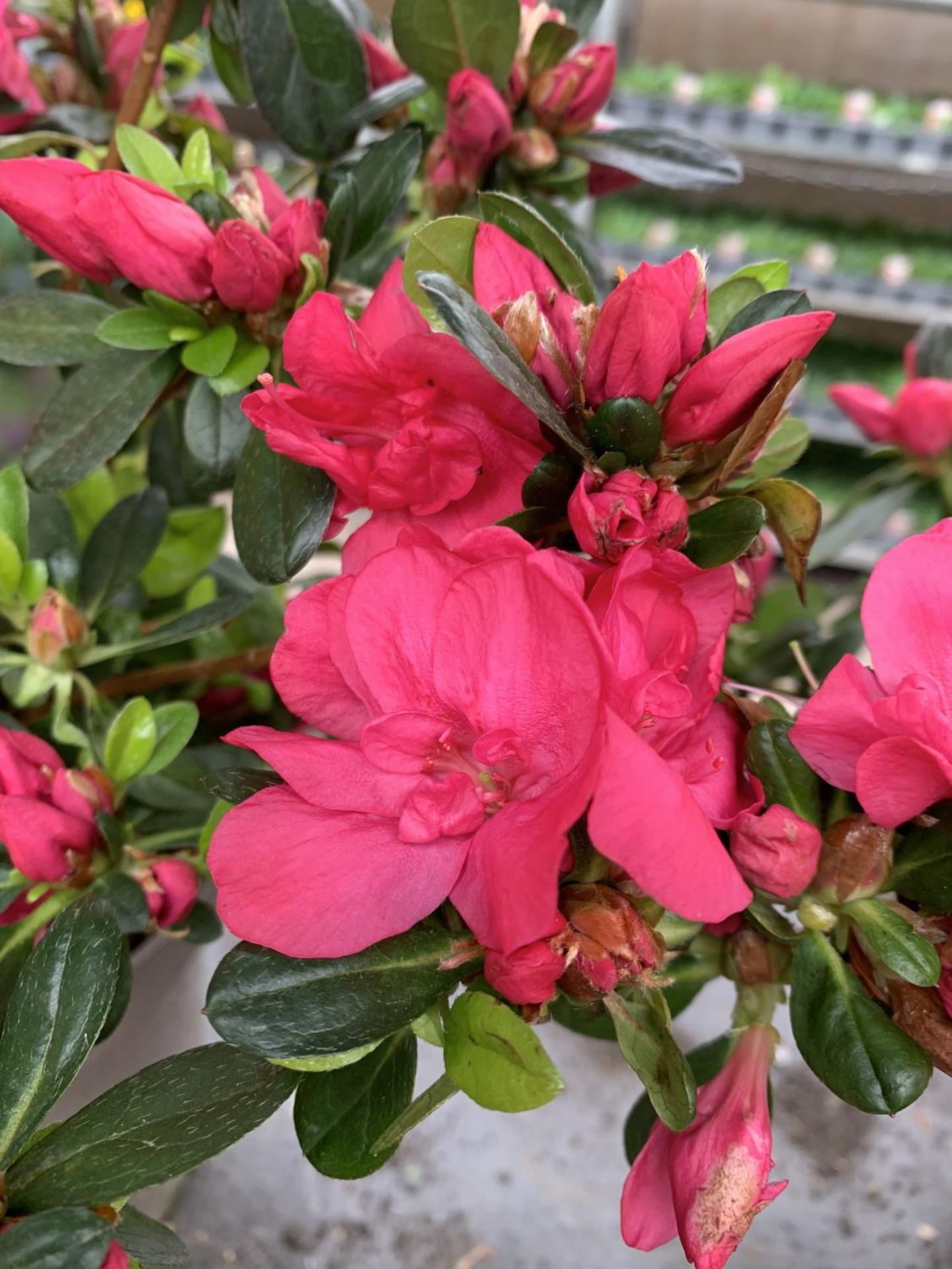 THREE AZALEA JAPONICA MOEDERKENSDAG IN 2 LTR POTS TO BE SOLD FOR THE THREE PLUS VAT - Image 4 of 5