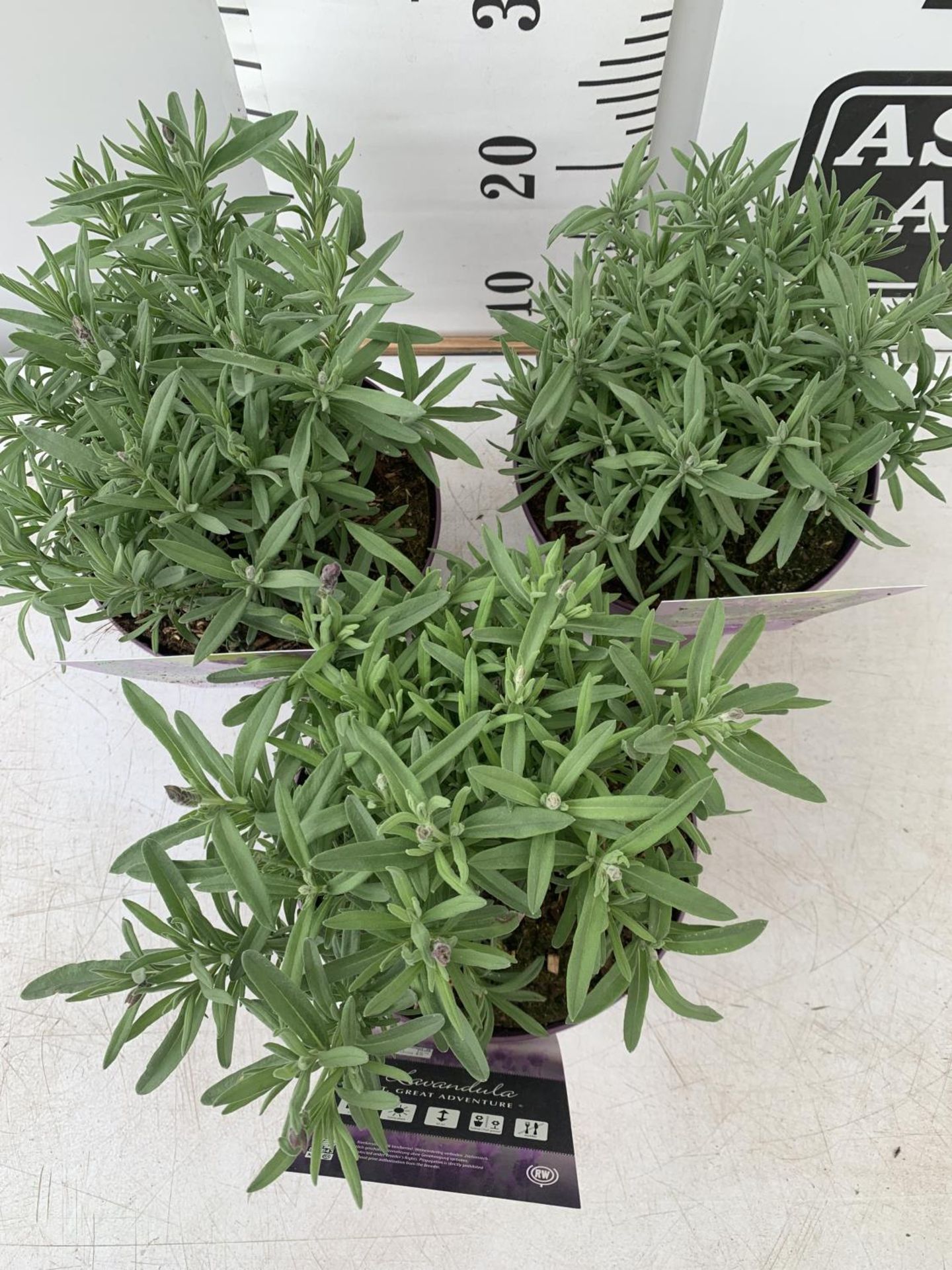 THREE LAVENDER PLANTS IN 2 LTR POTS APPROX 25CM IN HEIGHT PLUS VAT TO BE SOLD FOR THE THREE - Image 2 of 4