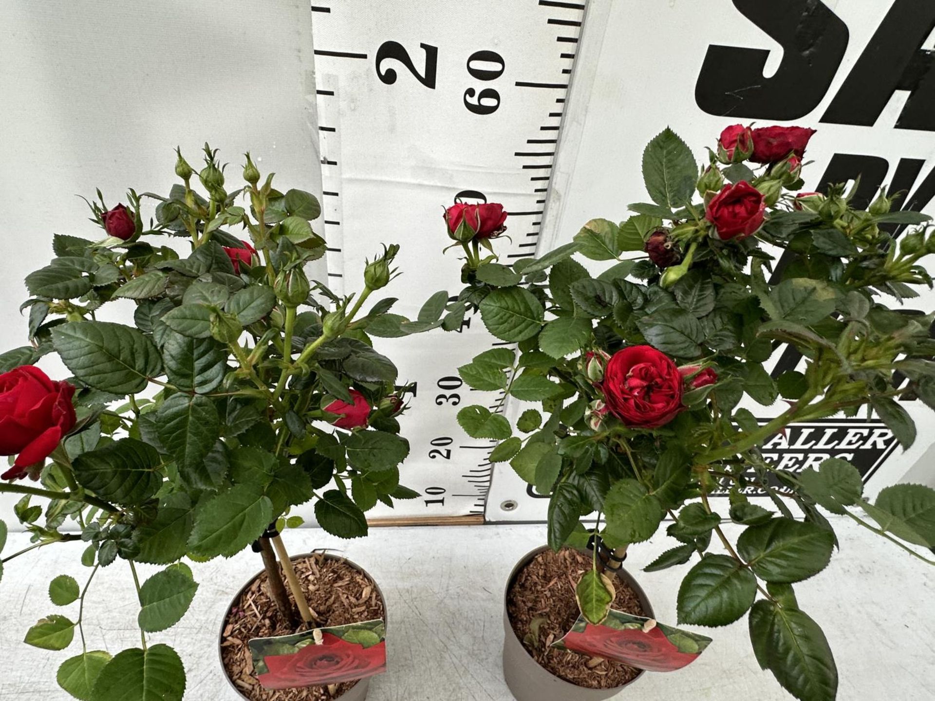 A PAIR STANDARD ROSES ROSA ROYAL RED IN C-2 POTS HEIGHT 60CM TO BE SOLD FOR THE PAIR PLUS VAT - Image 2 of 4