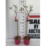 TWO STANDARD SALIX INTEGRA 'FLAMINGO' OVER 110CM IN HEIGHT IN 3 LTR POTS PLUS VAT TO BE SOLD FOR THE