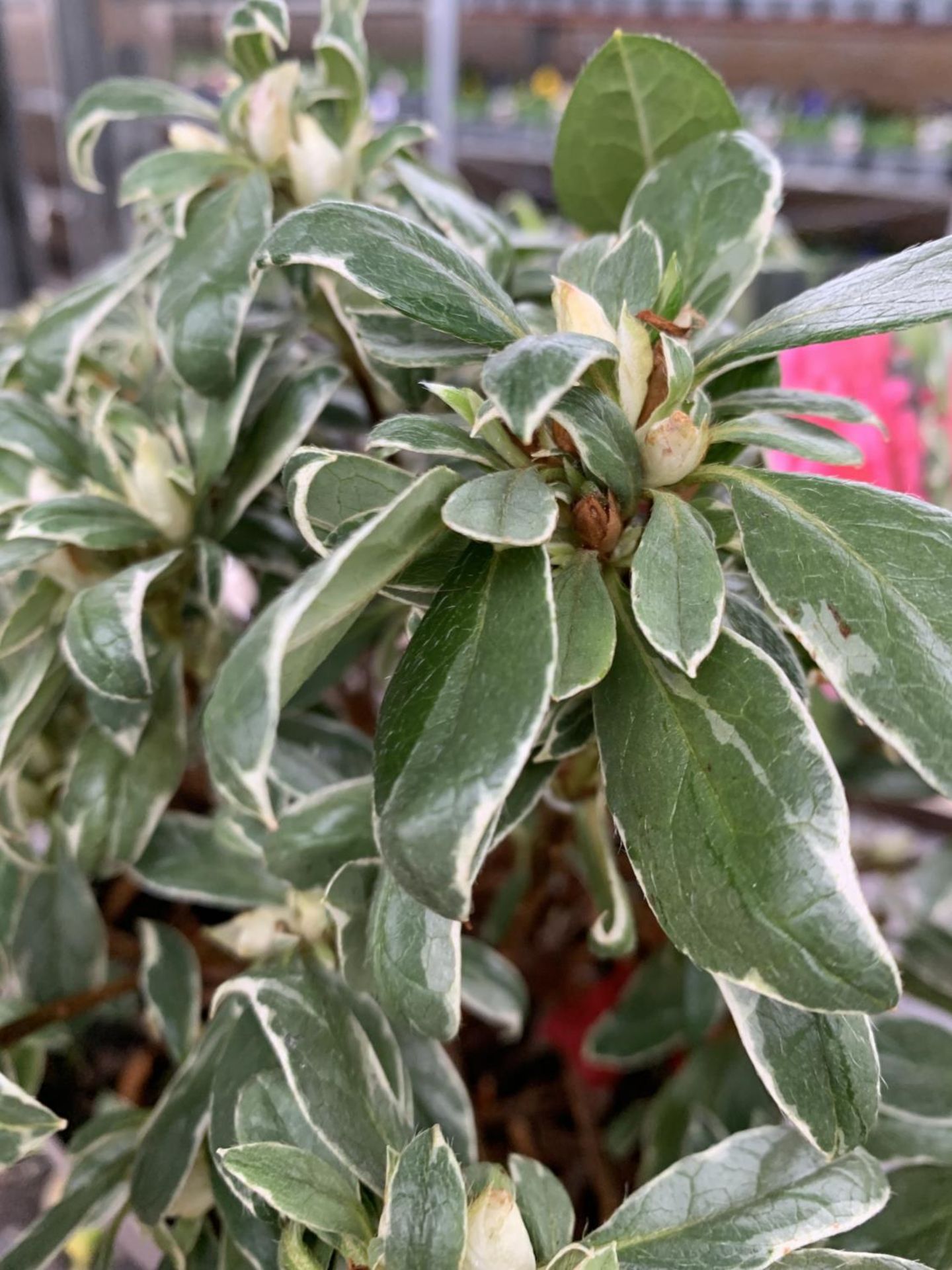 THREE AZALEA JAPONICA SILVER QUEEN VARIEGATA TO BE SOLD FOR THE THREE PLUS VAT - Image 5 of 5