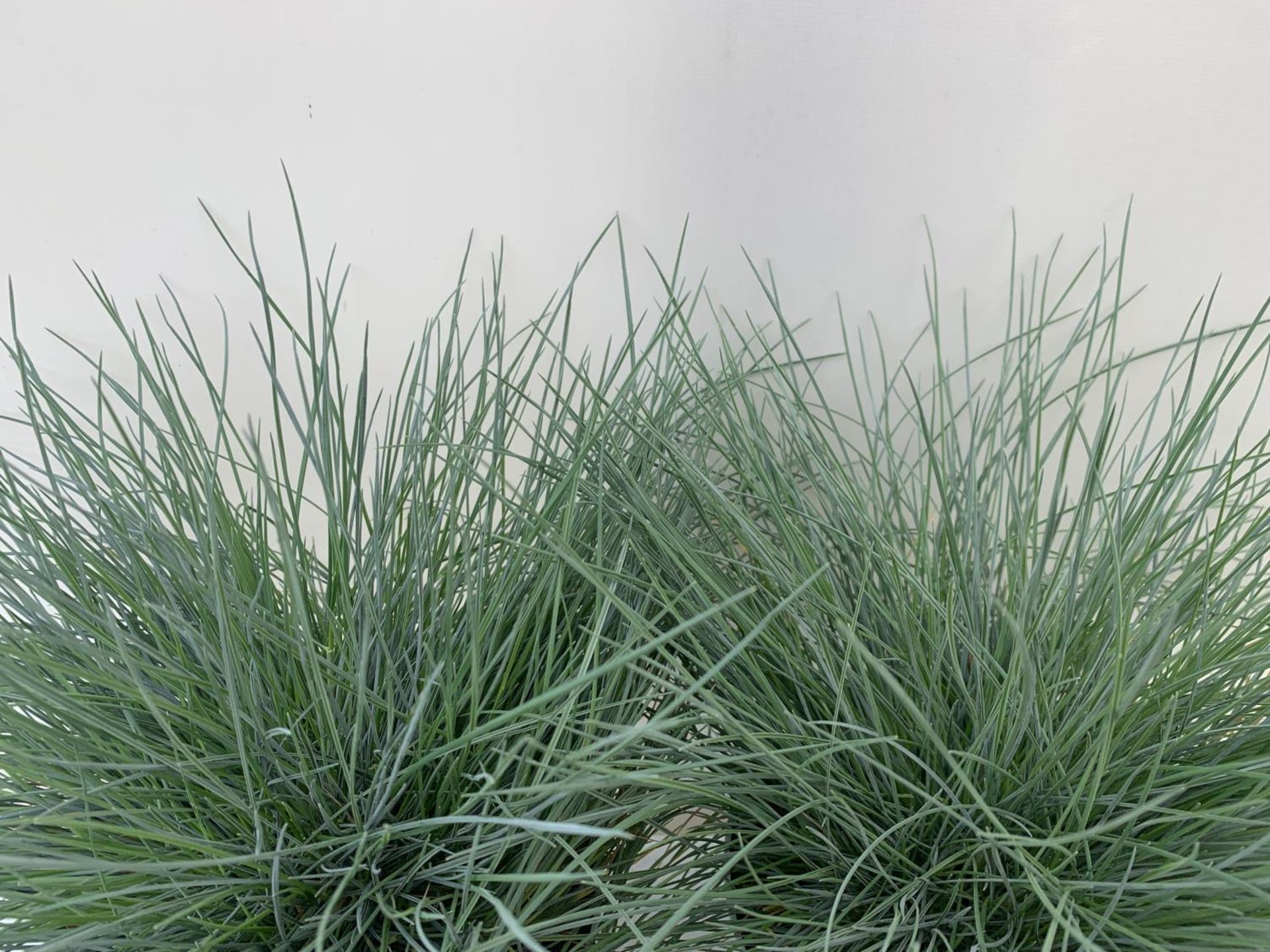 TWO FESTUCA GLAUCA 'INTENSE BLUE' ORNAMENTAL GRASSES IN 2 LTR POTS APPROX 35CM IN HEIGHT PLUS VAT TO - Image 3 of 4