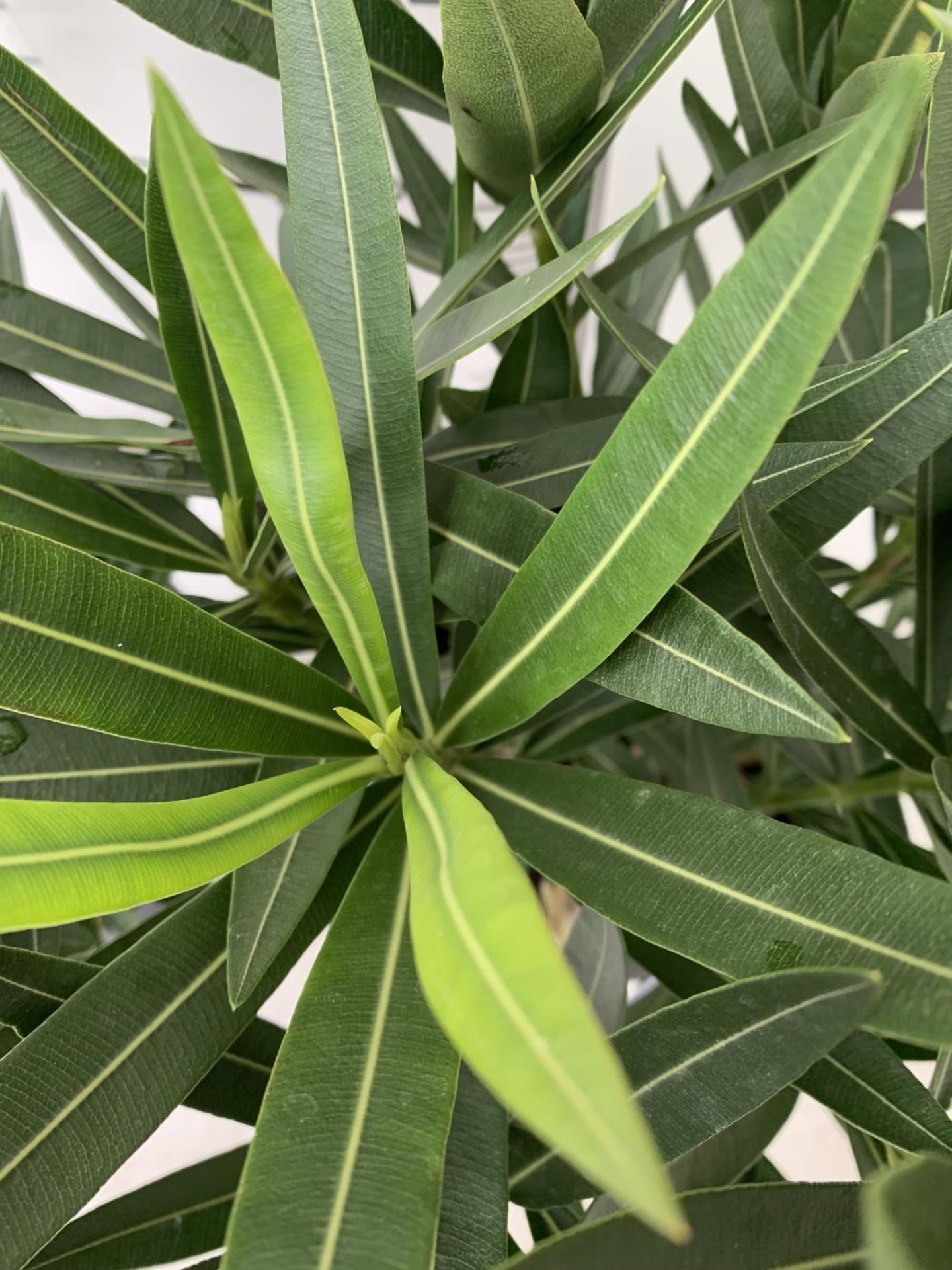 TWO OLEANDER NERIUM SHRUBS MULTICOLOURED APPROX 60CM TALL IN 4 LTR POTS PLUS VAT TO BE SOLD FOR - Image 4 of 5