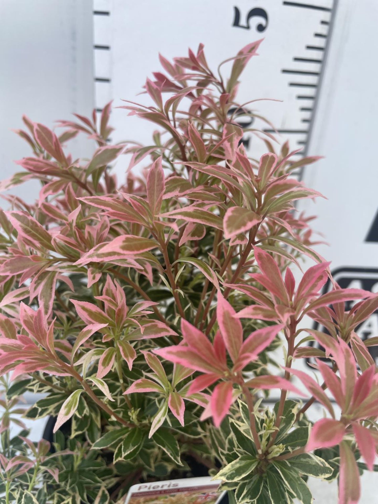 SEVEN PIERIS LITTLE HEATH 45CM TALL TO BE SOLD FOR THE SEVEN PLUS VAT - Image 6 of 6
