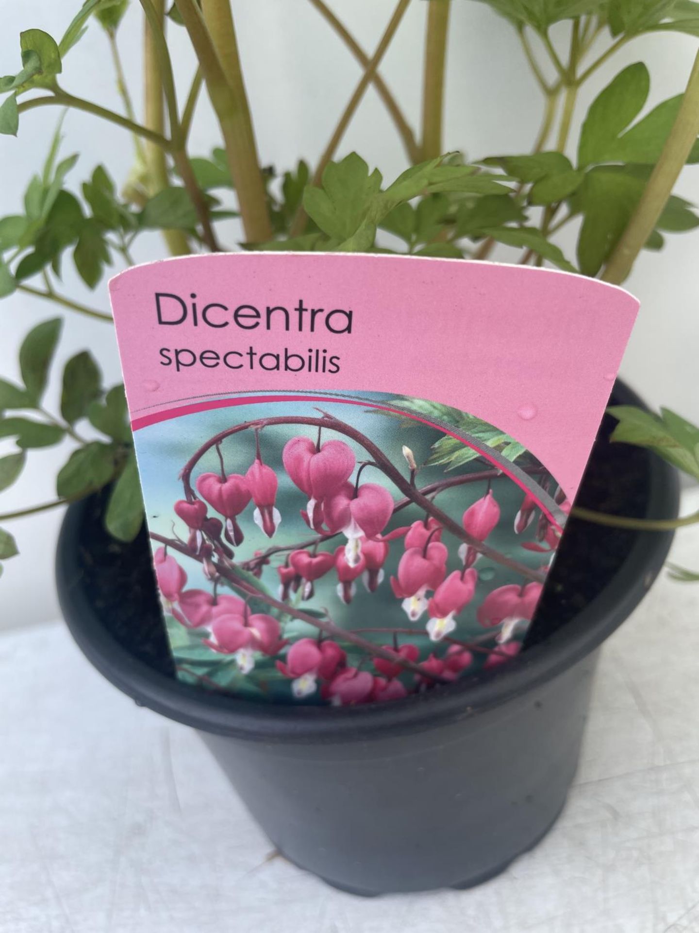 SIX DICENTRA SPECTABILIS BLEEDING HEART 50CM TALL TO BE SOLD FOR THE SIX PLUS VAT - Bild 4 aus 4