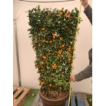 A LARGE CITRUS CALAMONDIN ORANGE TREE WITH FRUIT ON A TRELLIS FRAME 170CM TALL IN A 40 LITRE POT