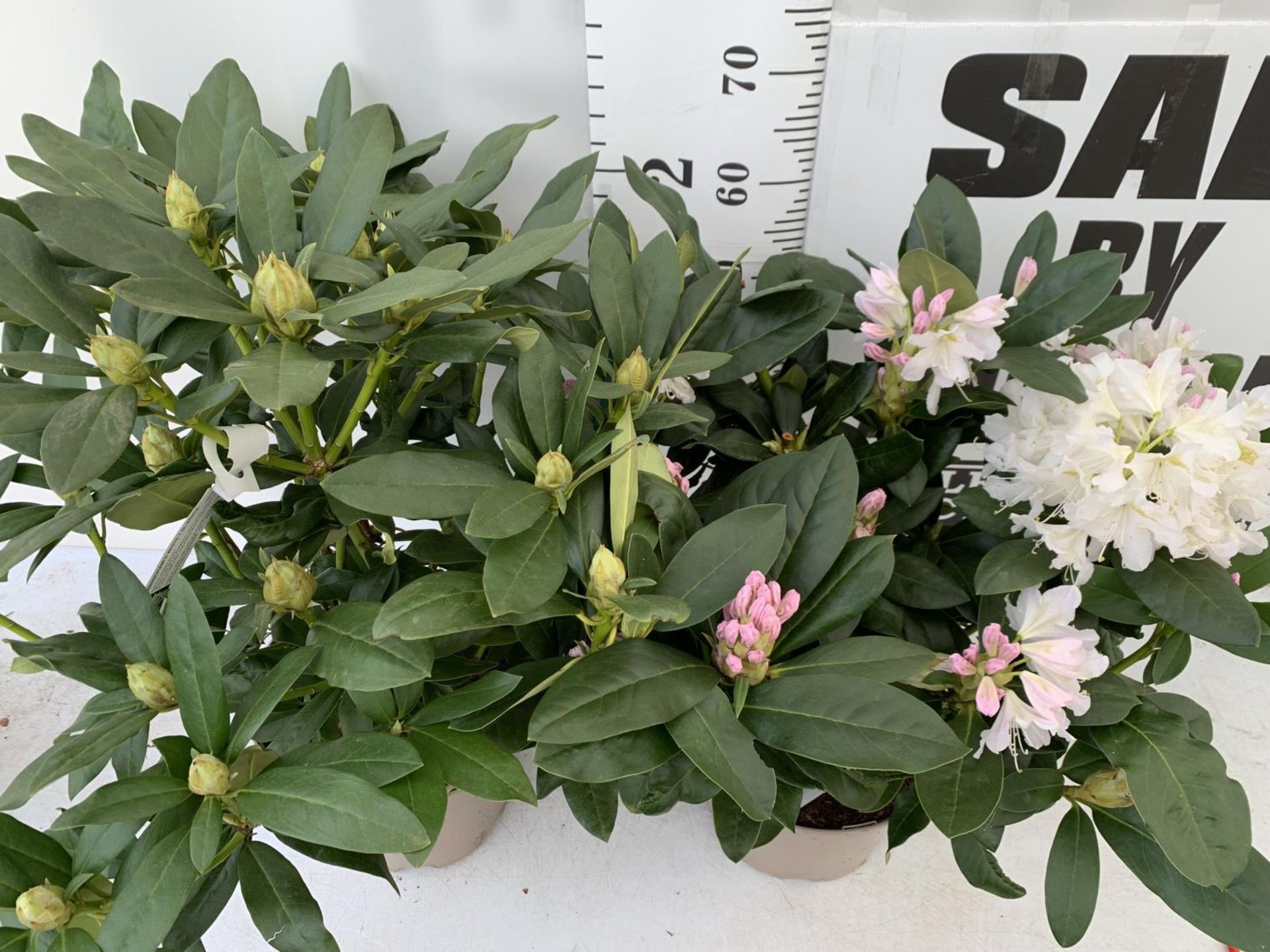 TWO LARGE RHODODENDRONS CUNNINGHAM'S WHITE IN 7.5 LTR POTS APPROX 70CM IN HEIGHT PLUS VAT TO BE SOLD - Image 2 of 6