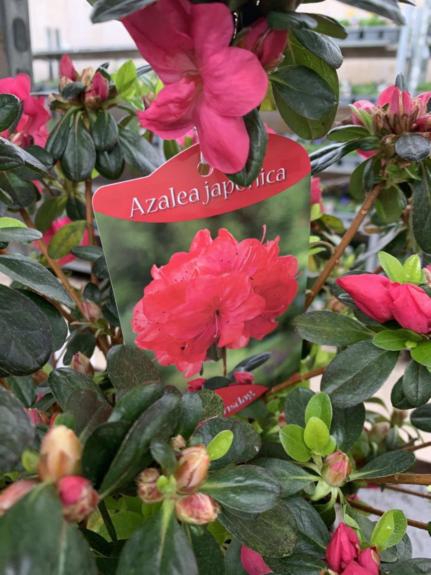 THREE AZALEA JAPONICA MOEDERKENSDAG IN 2 LTR POTS TO BE SOLD FOR THE THREE PLUS VAT - Image 3 of 5