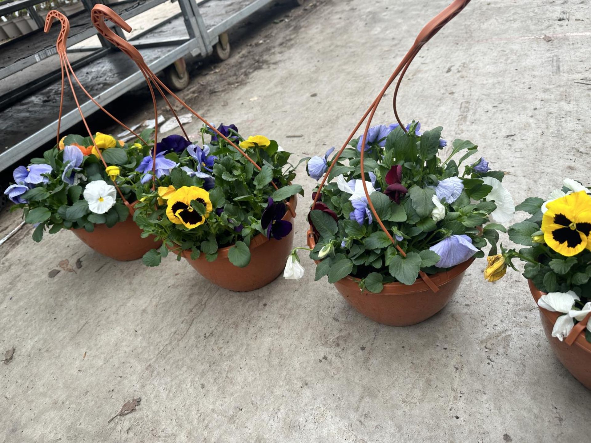 FIVE PANSY HANGING BASKETS TO BE SOLD FOR THE FIVE PLUS VAT - Image 3 of 3